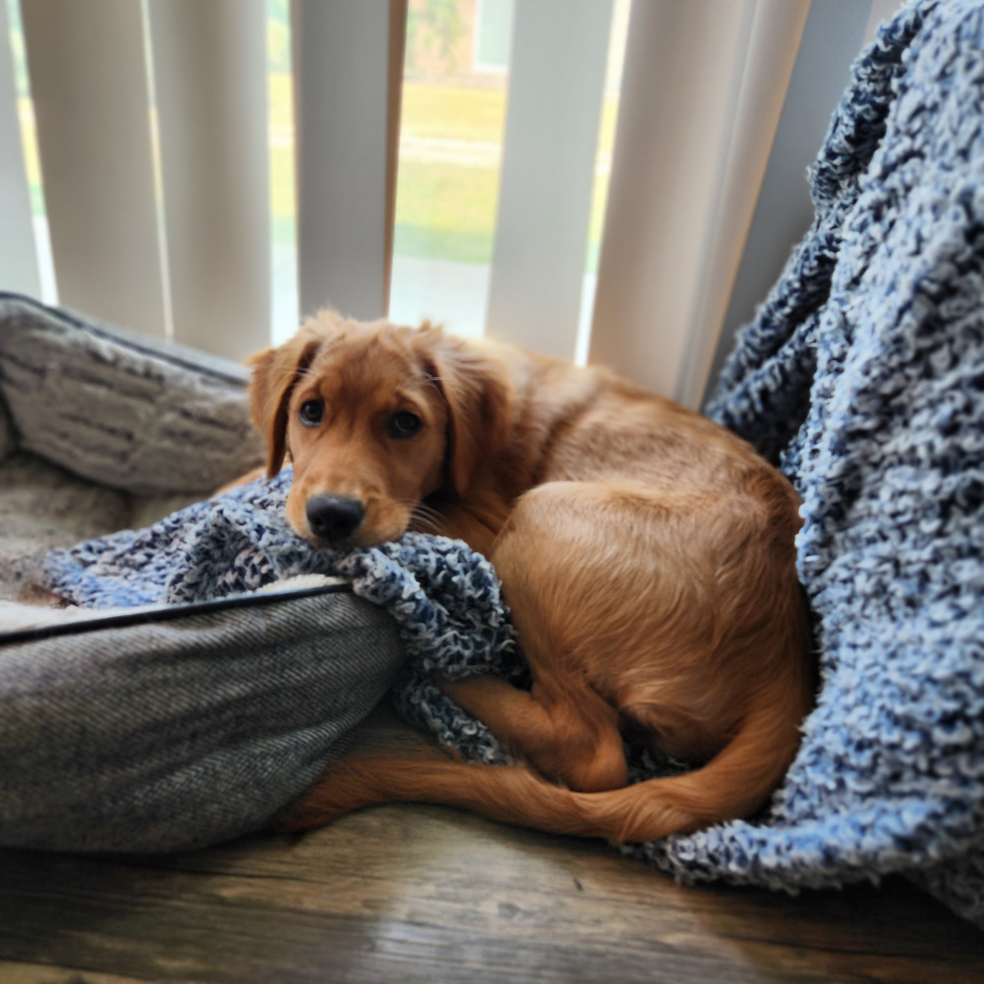 Backwood Acres Puppies Arcola