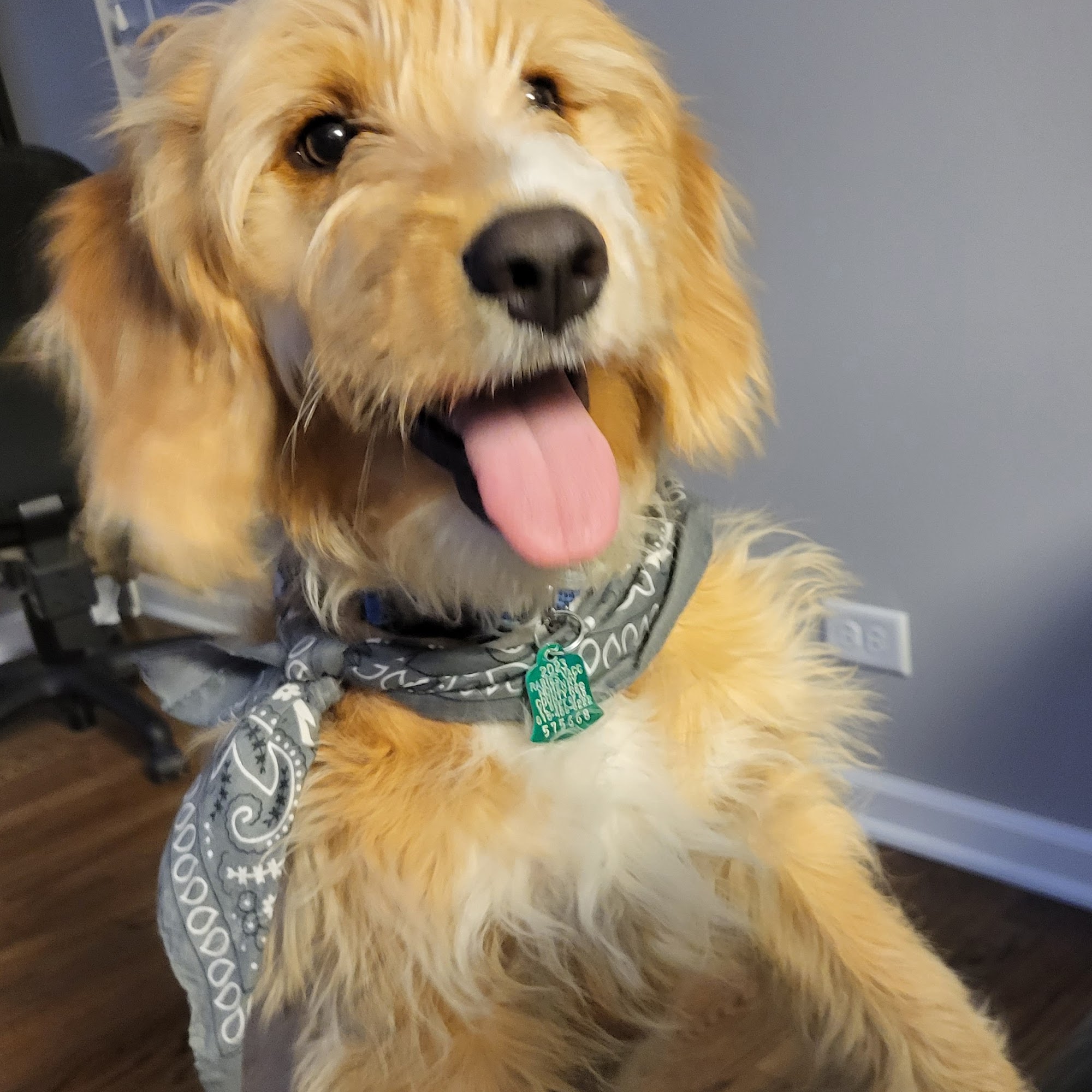 Backwood Acres Puppies Arcola