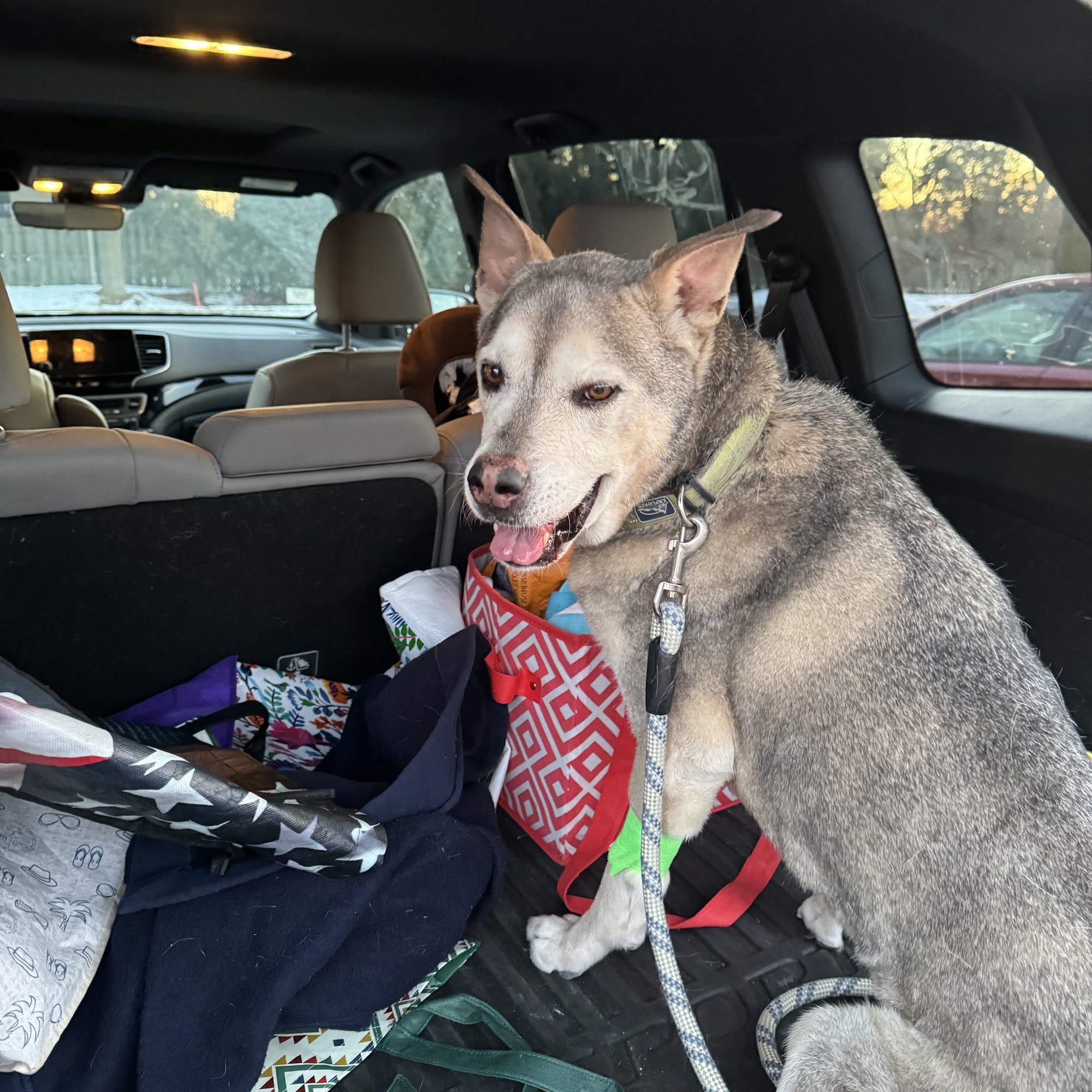 Care Animal Hospital Arlington Heights