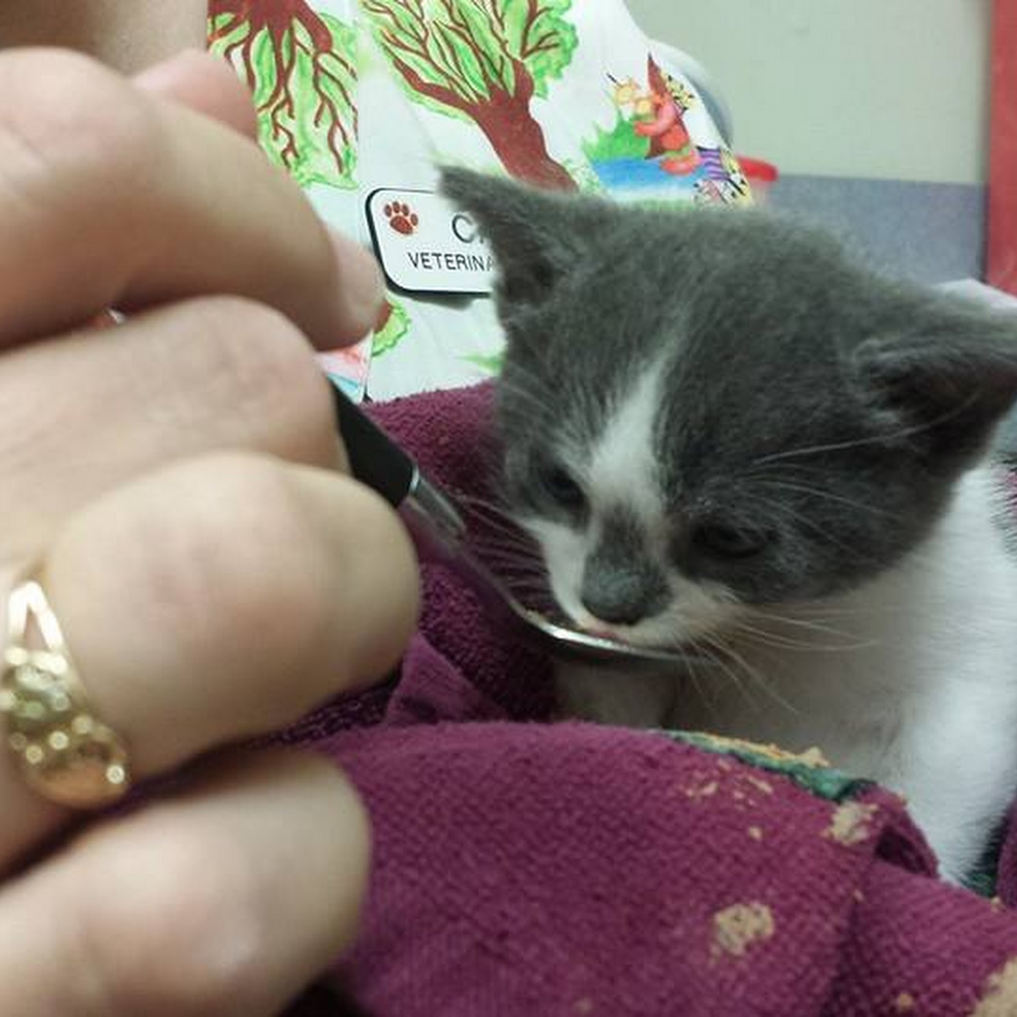 Arlington Cat Clinic Arlington Heights