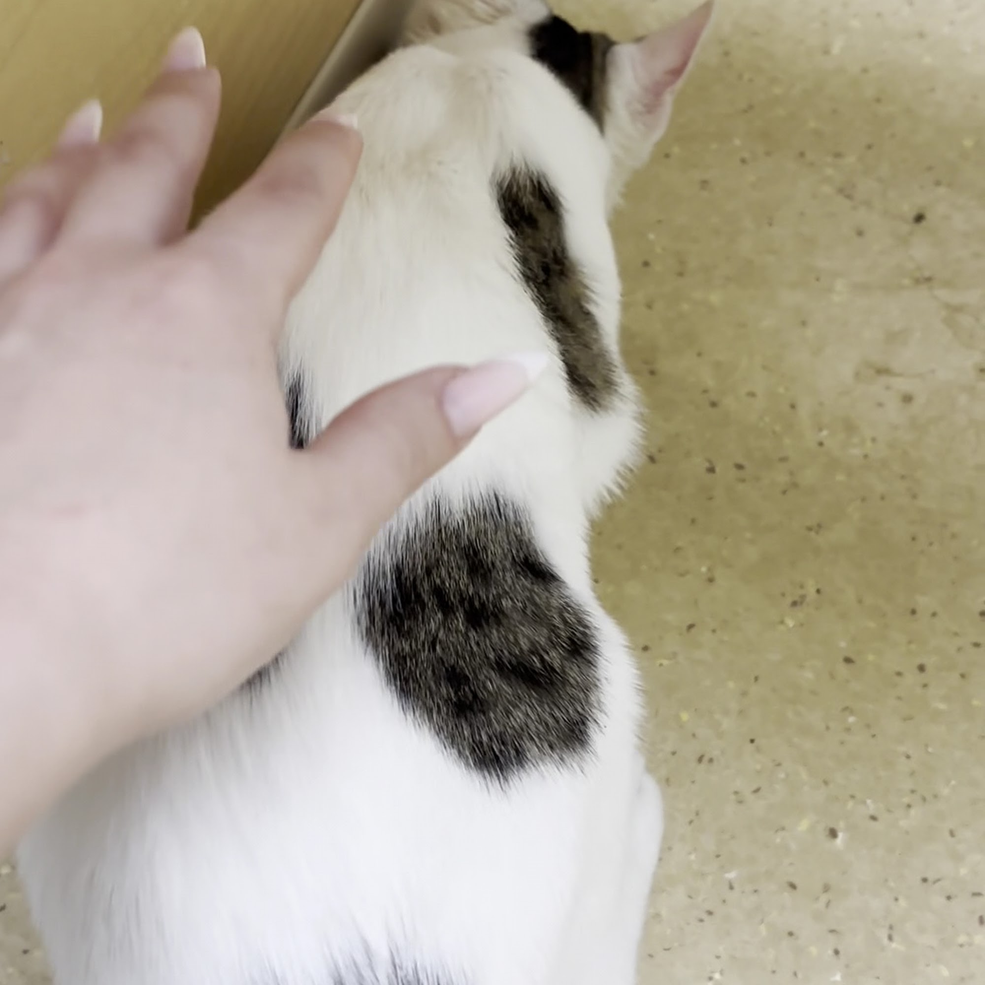 March Animal Hospital Arlington Heights