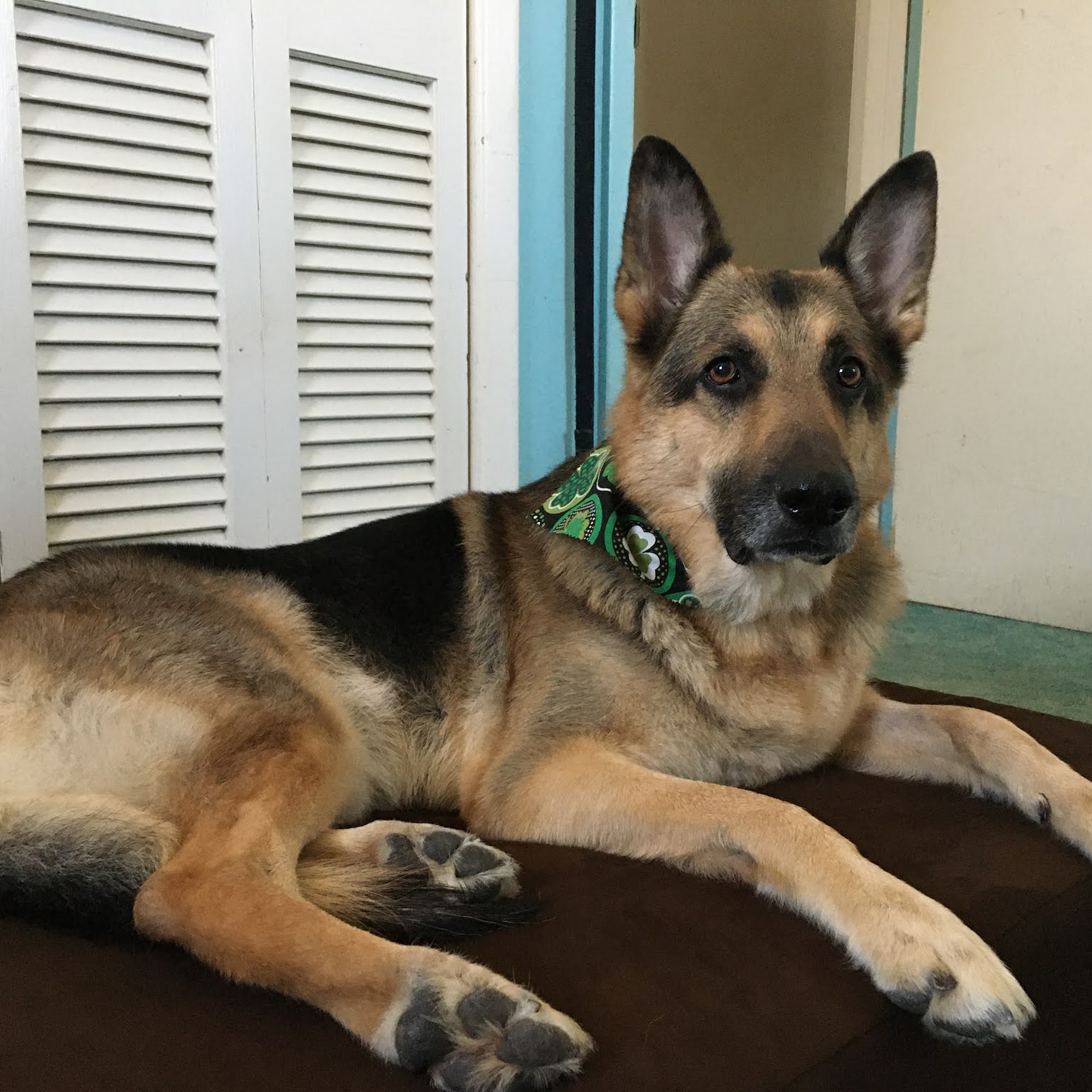 Arlington Heights Animal Hospital Arlington Heights