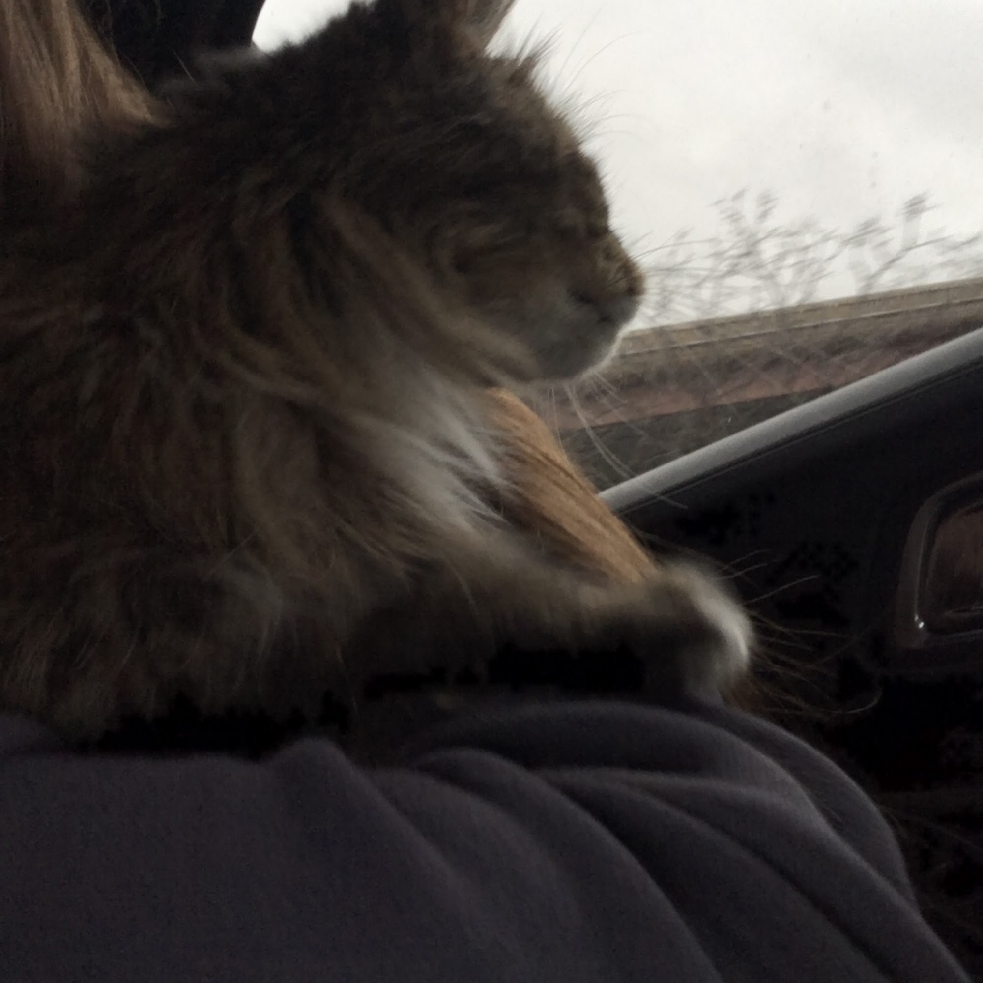 Radiocat Arlington Heights