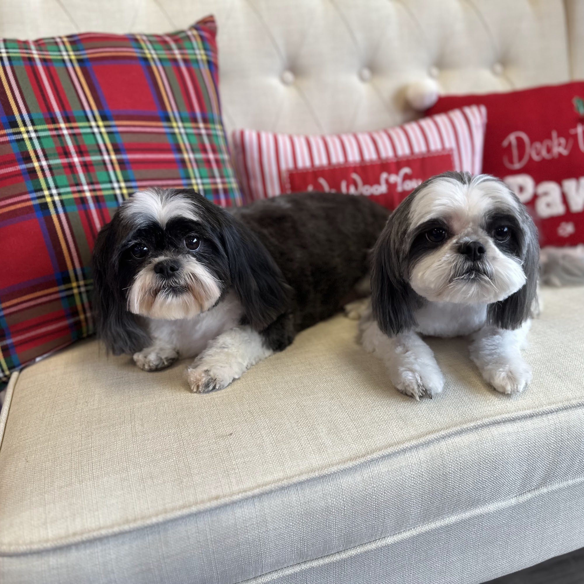 Bark’s In Style Arlington Heights