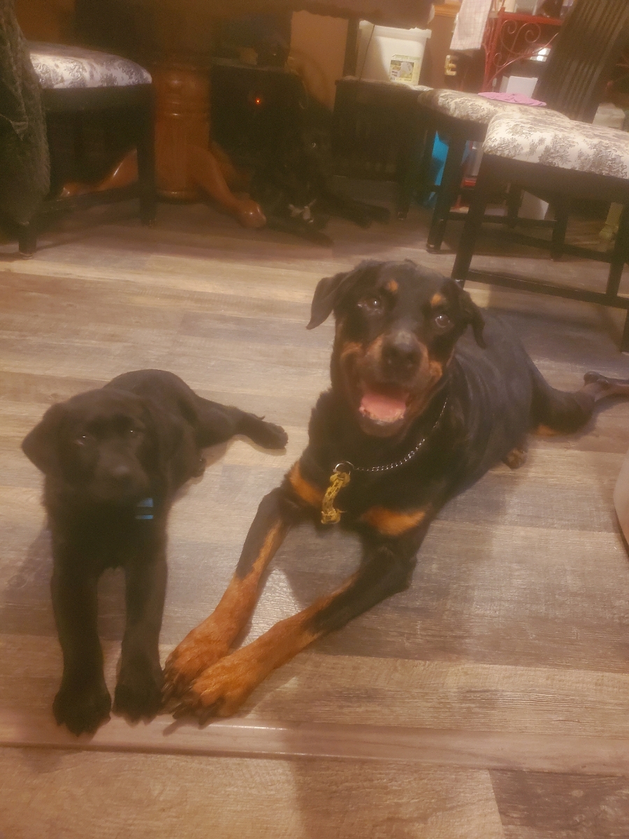 Thrive Pet Healthcare - Arlington Heights Arlington Heights