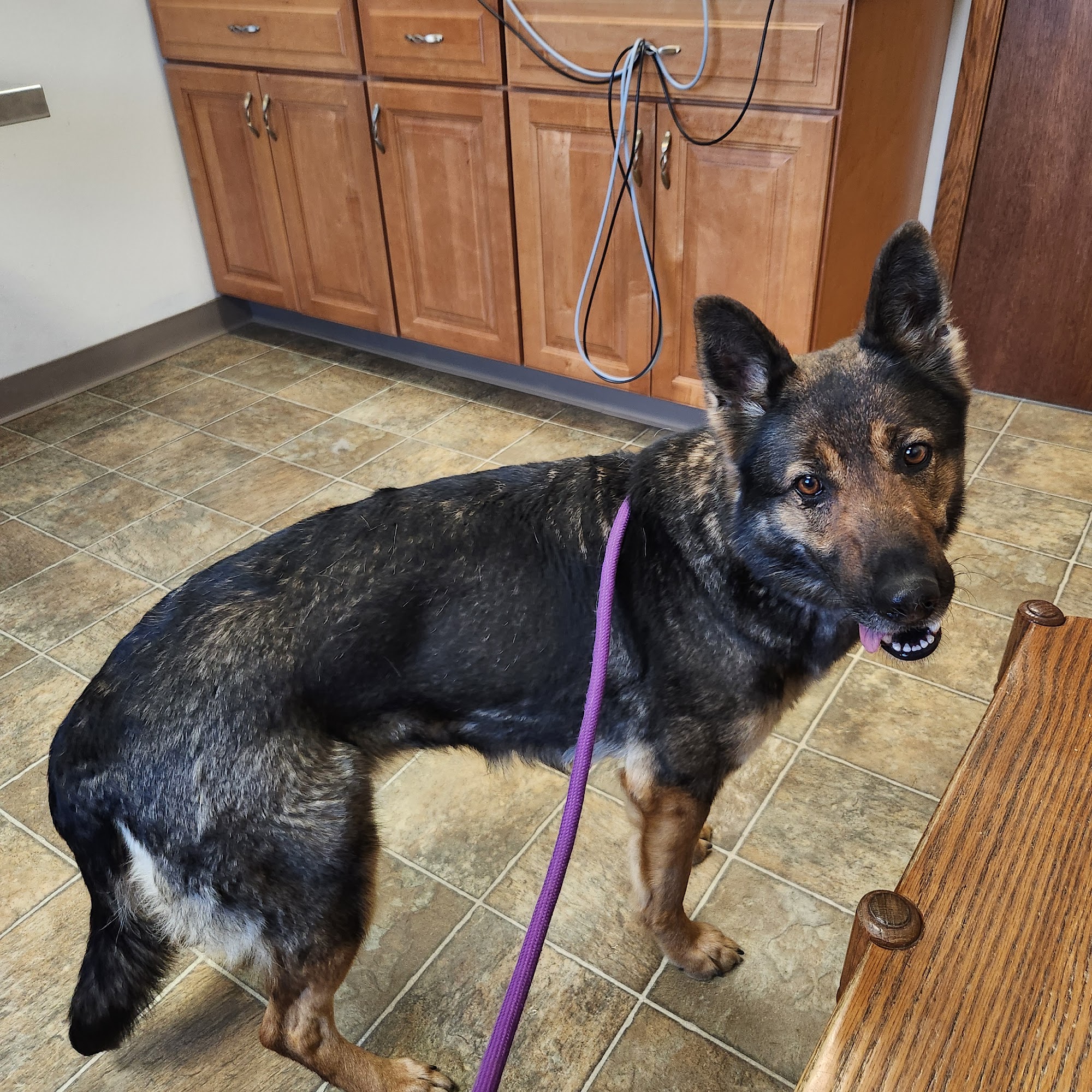 Arthur Veterinary Clinic Arthur