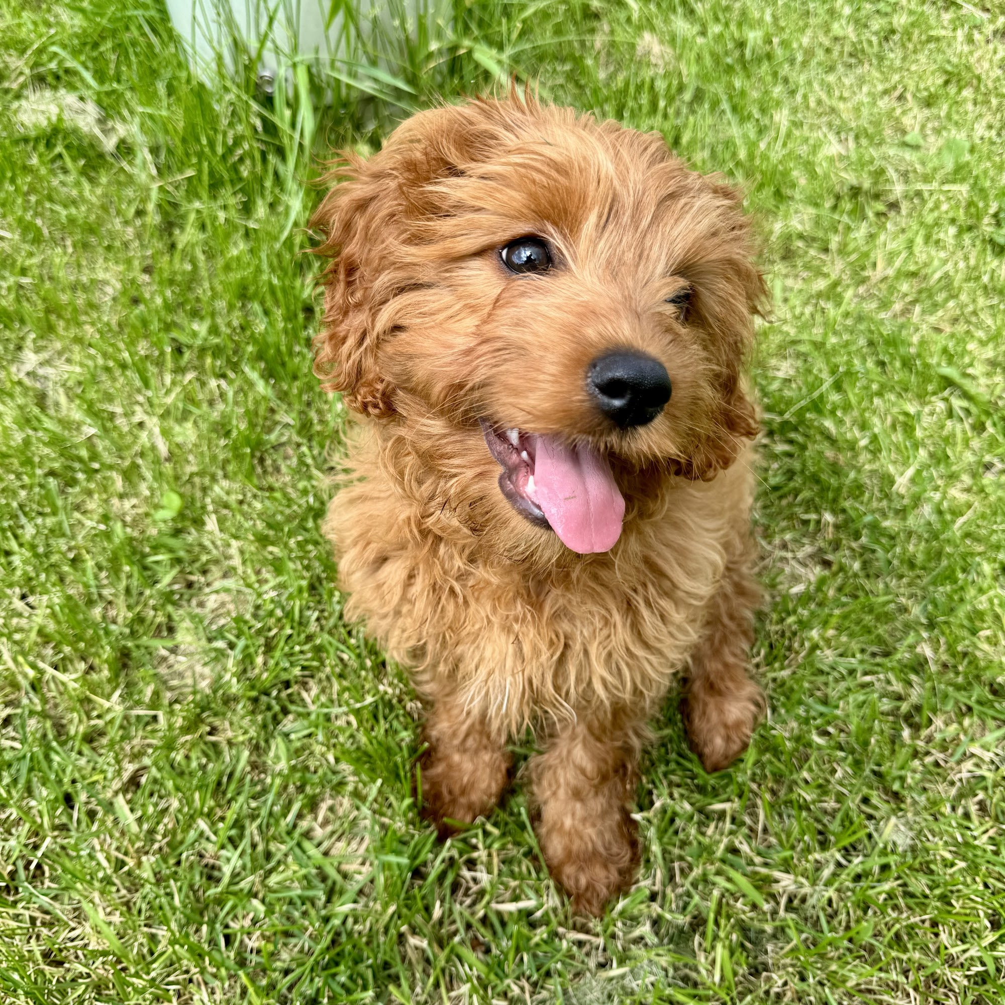 Graham Veterinary Clinic Arthur