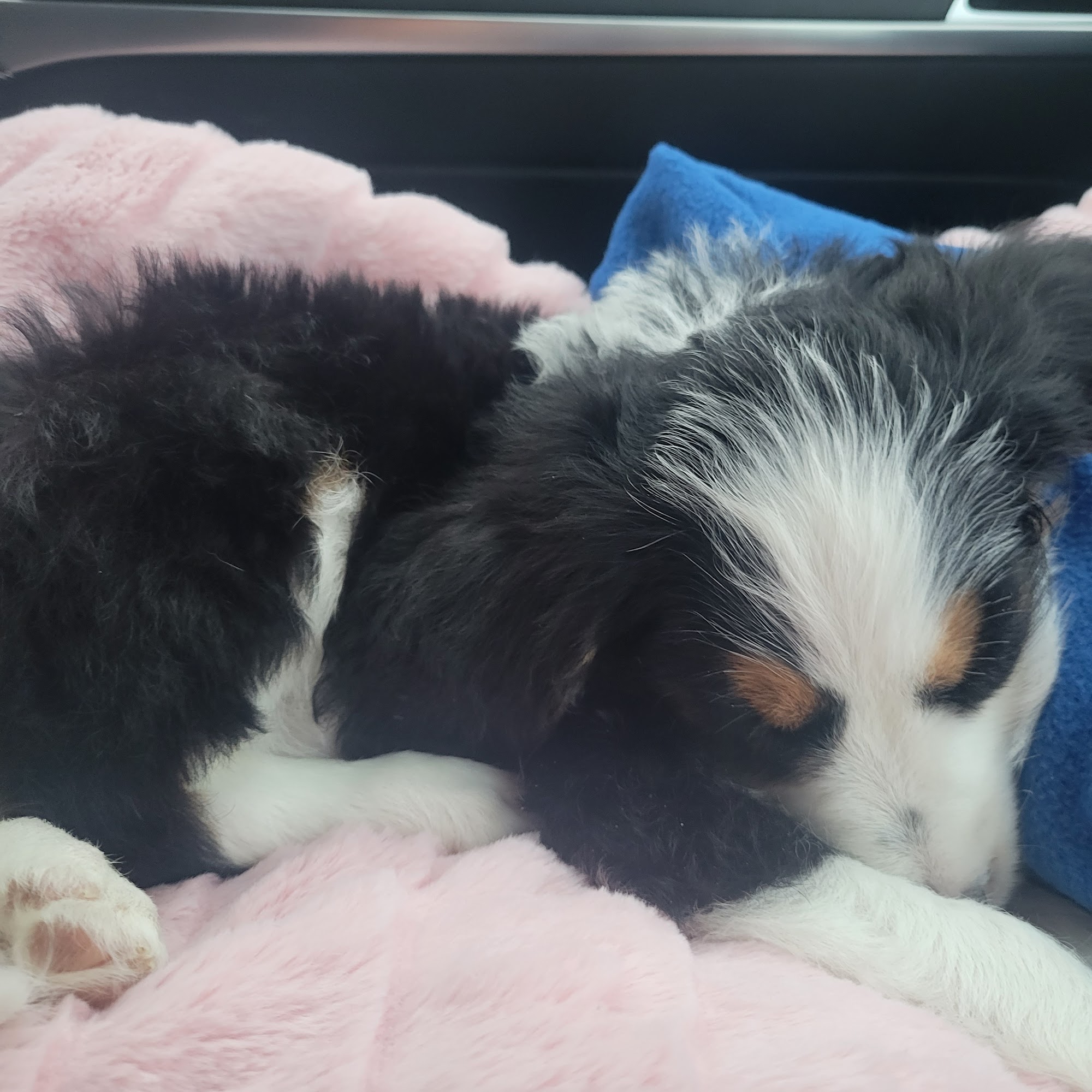 Central Illinois Doodles - Goldendoodle & Bernedoodle Breeder Arthur