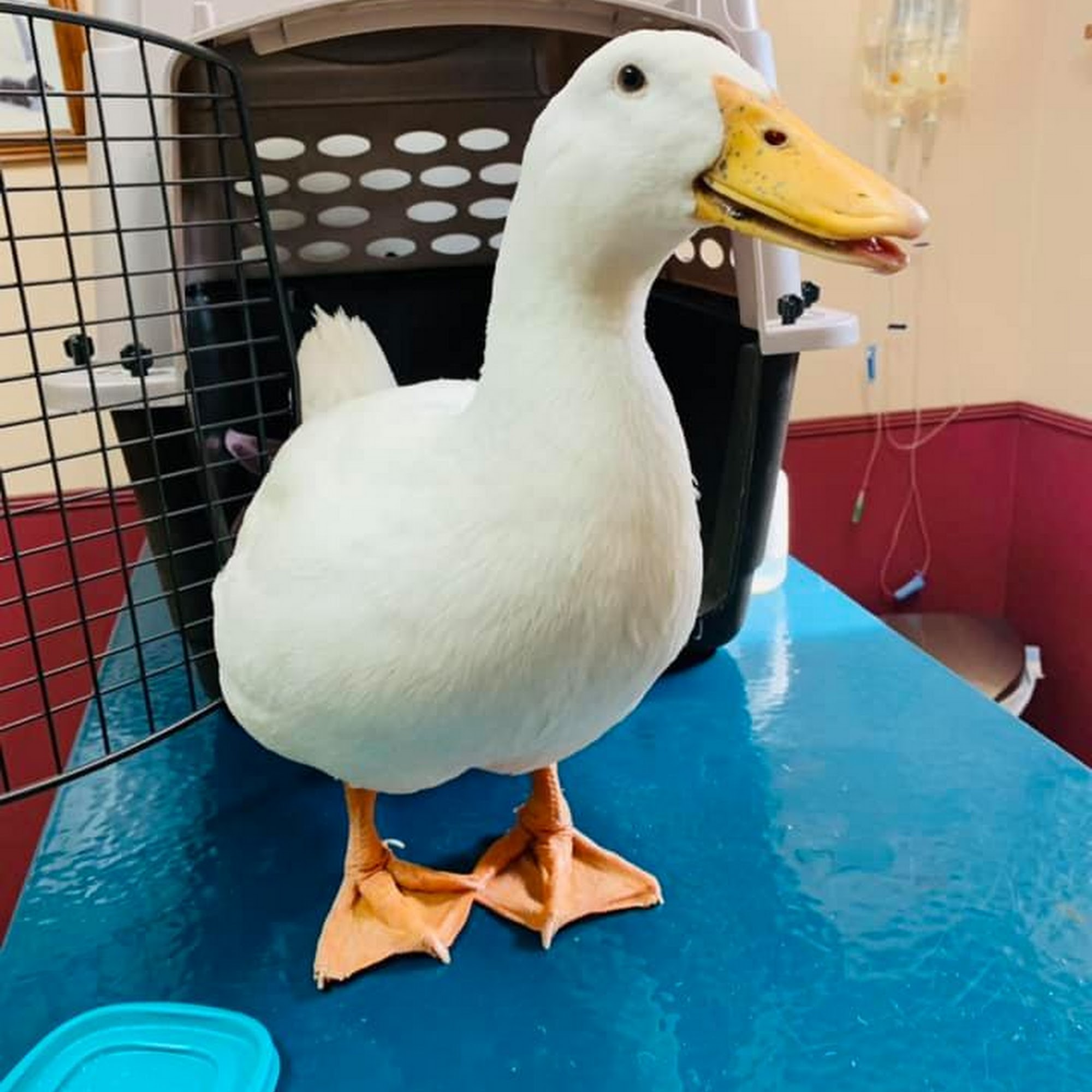 Miller Veterinary Services Atkinson