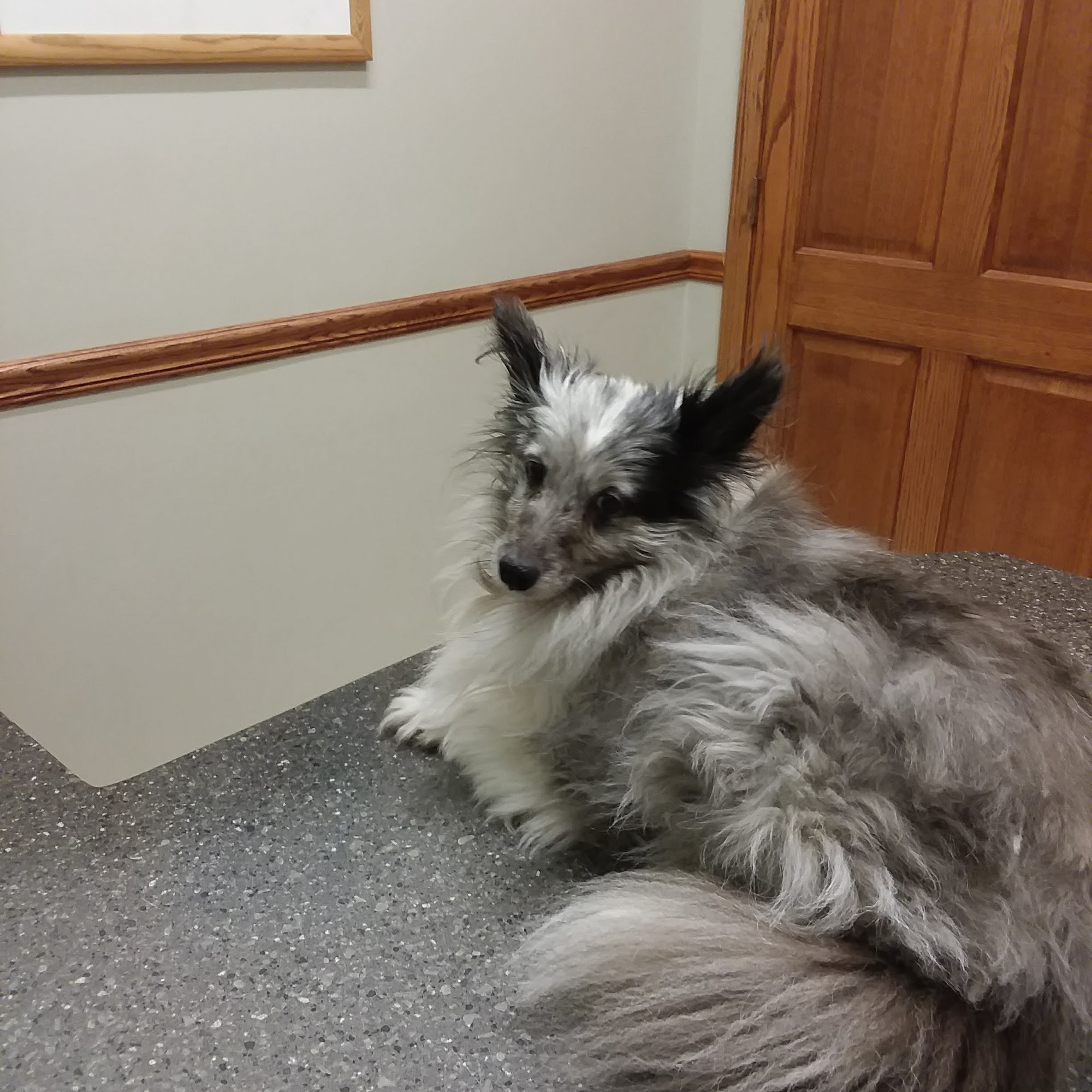 Eola Point Animal Hospital Aurora