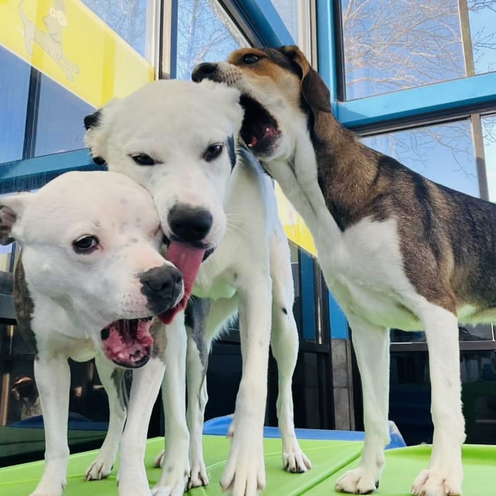 Hounds Town Aurora Aurora