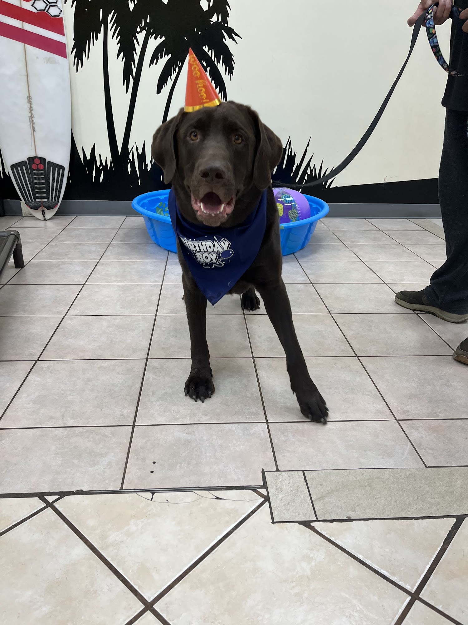 Woofbeach Bay Aurora