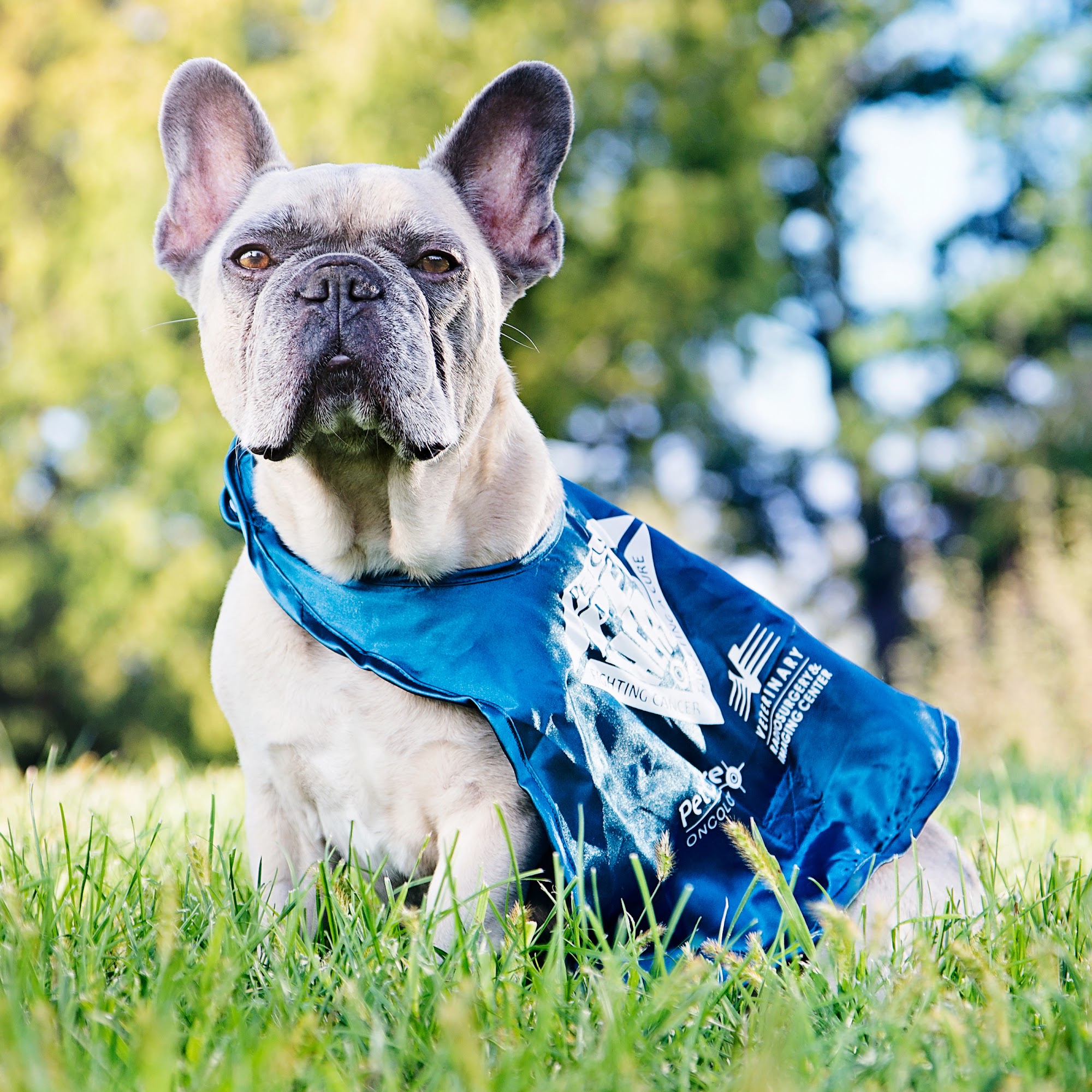 PetCure Oncology Central Office - Advanced Cancer Treatments for Cats & Dogs Bannockburn