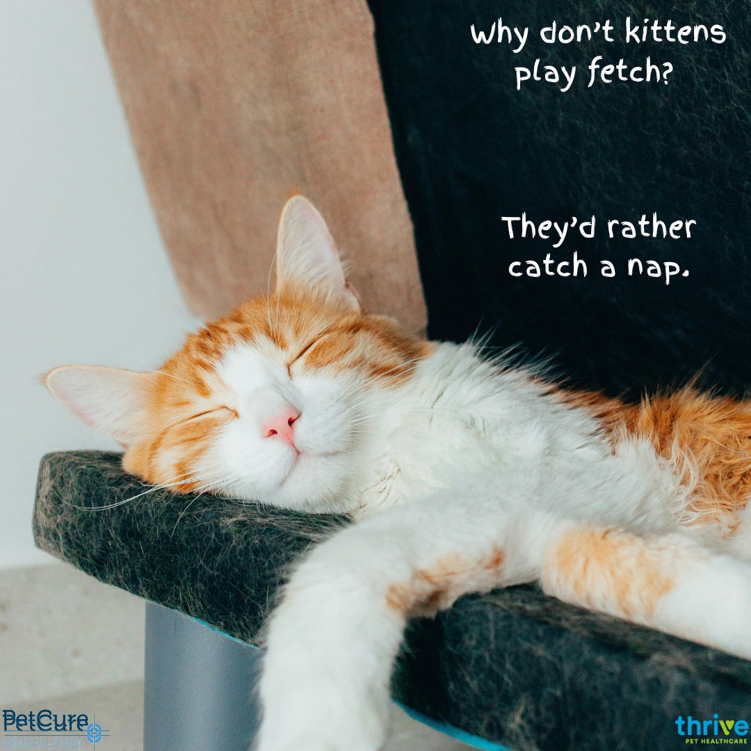 PetCure Oncology Central Office - Advanced Cancer Treatments for Cats & Dogs Bannockburn