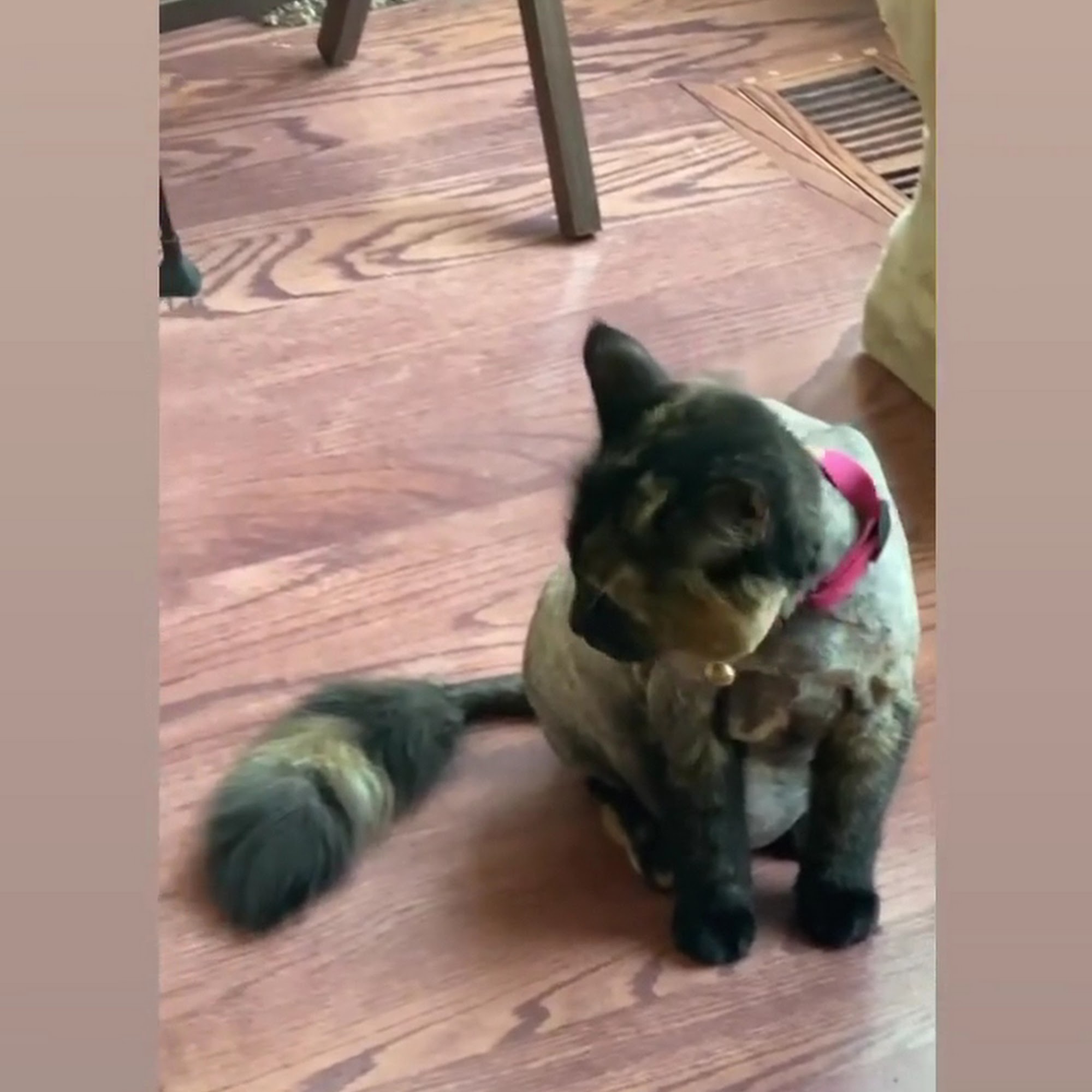 Bonejour Pet Grooming Salon Barrington