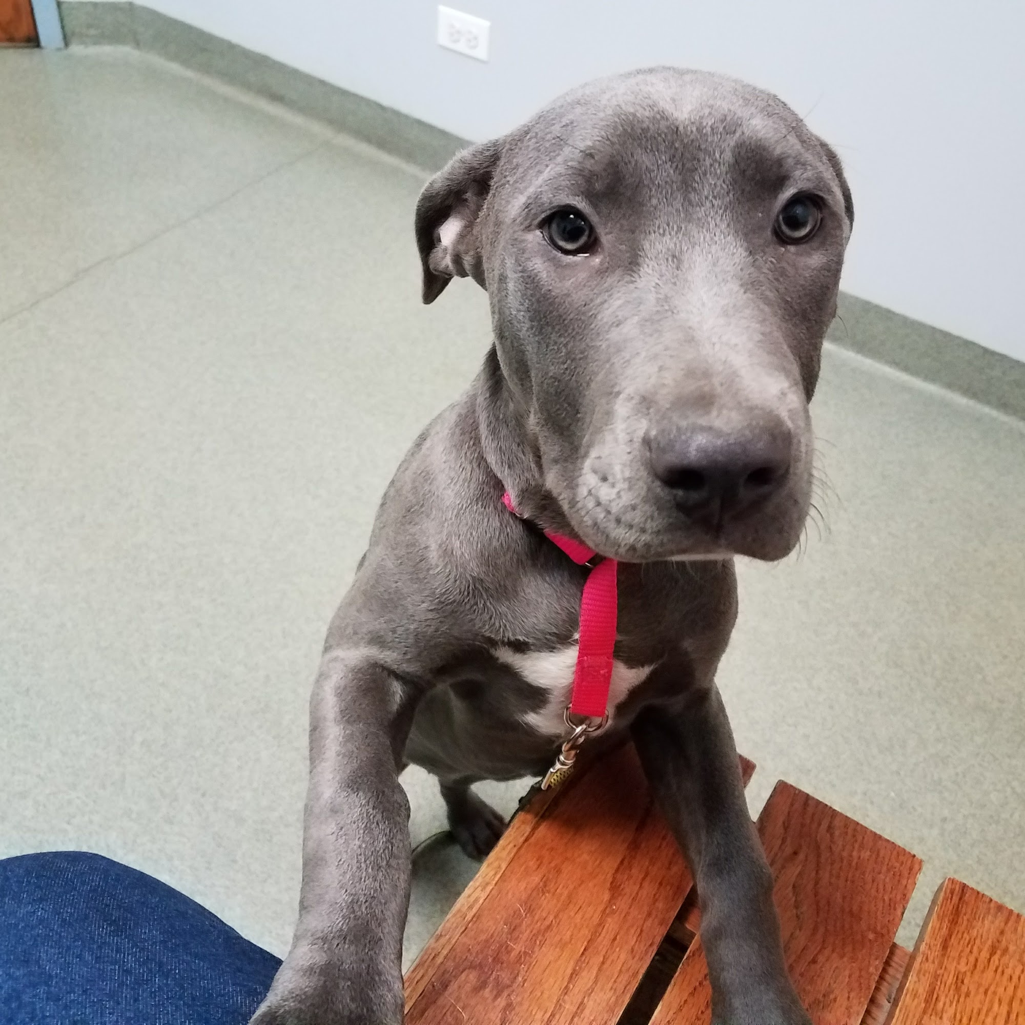 Bartlett Animal Hospital Bartlett