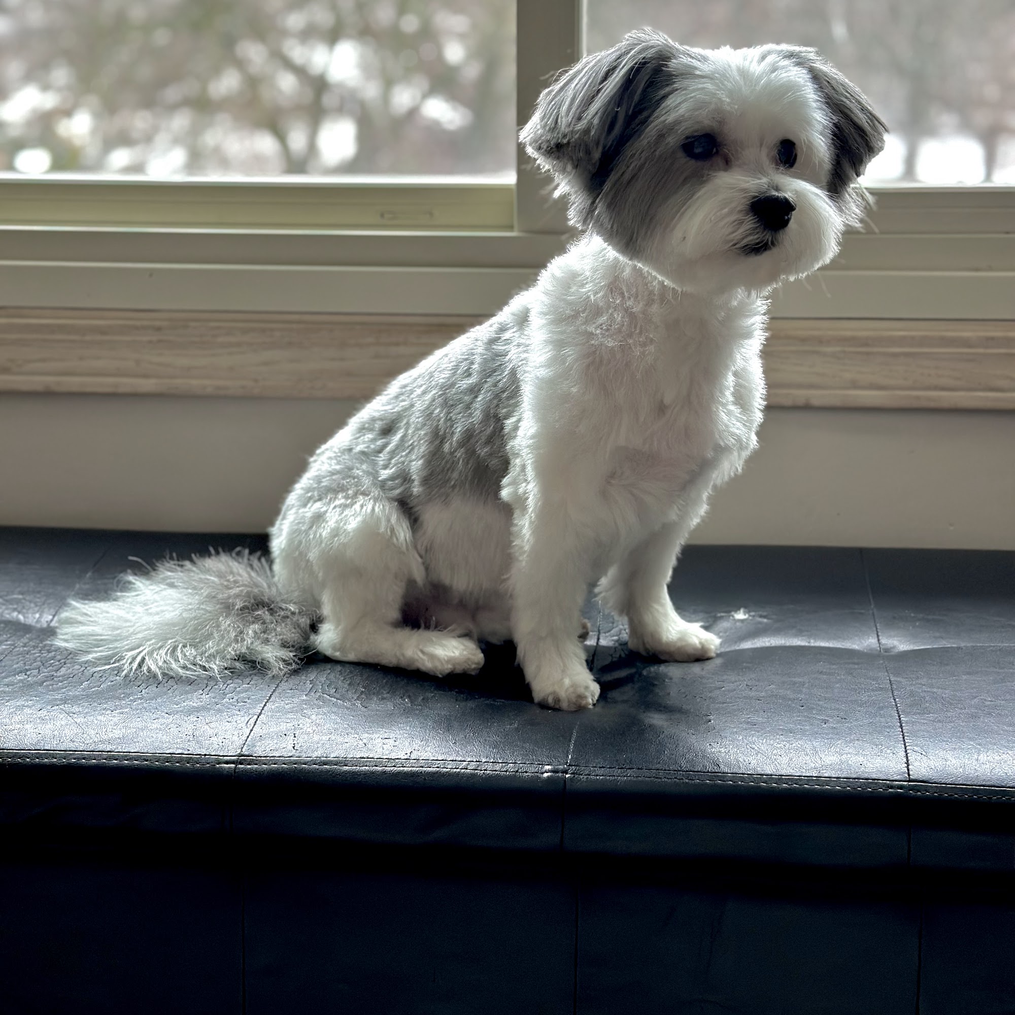 Boots and Tubbs Pet Grooming Bartlett