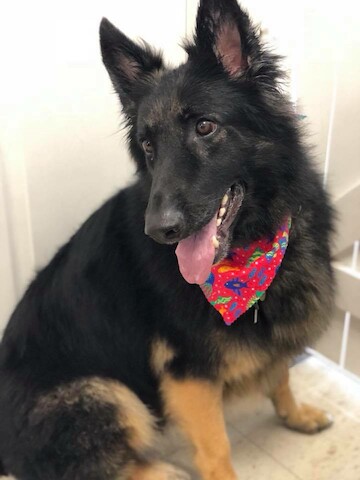 Honeylane Pet Grooming Beecher