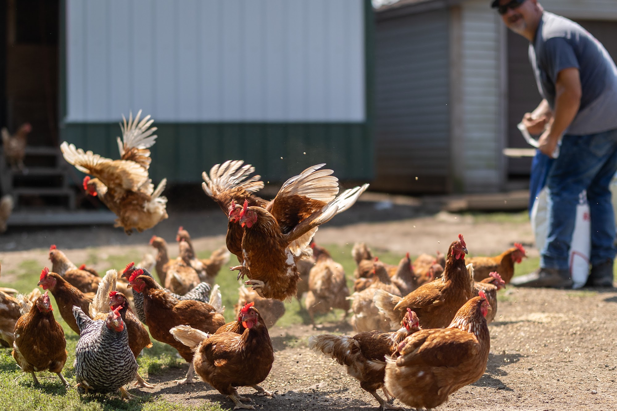 Happy Life Ranch Beecher