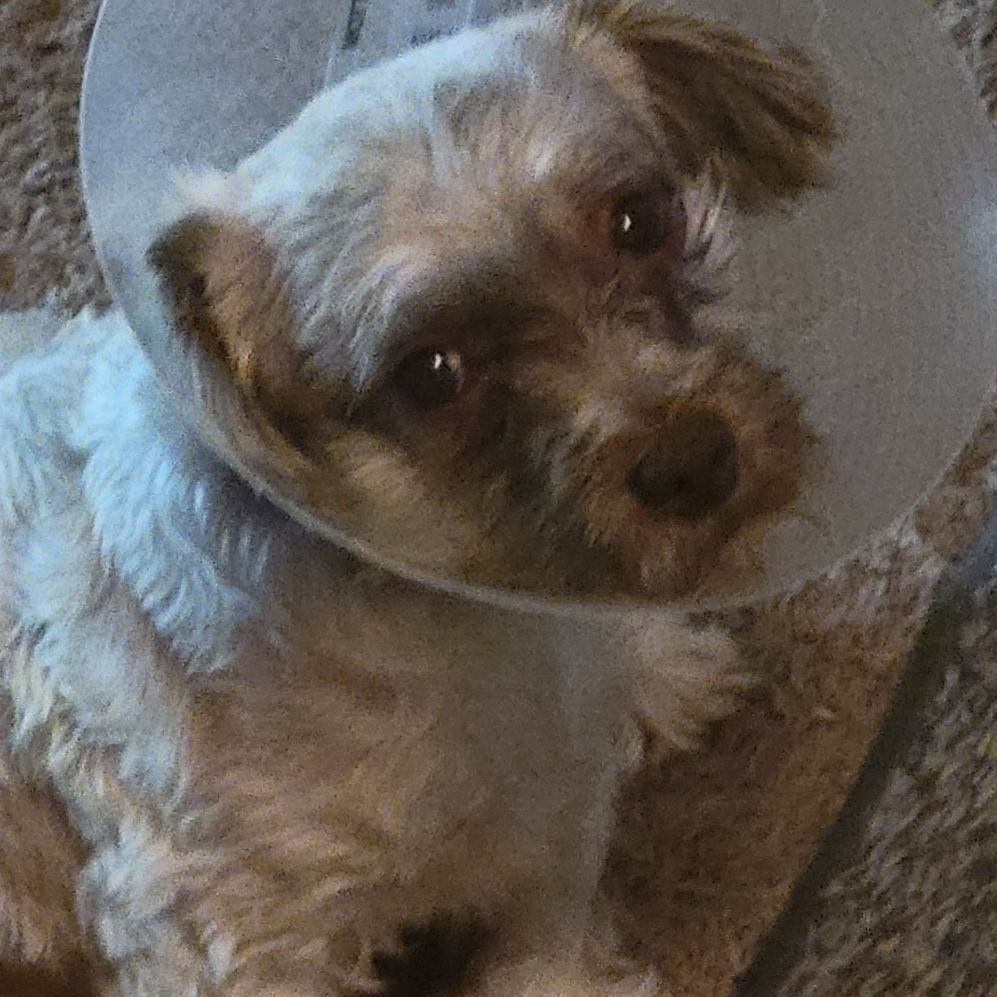 Hoof & Paw Animal Clinic Belleville