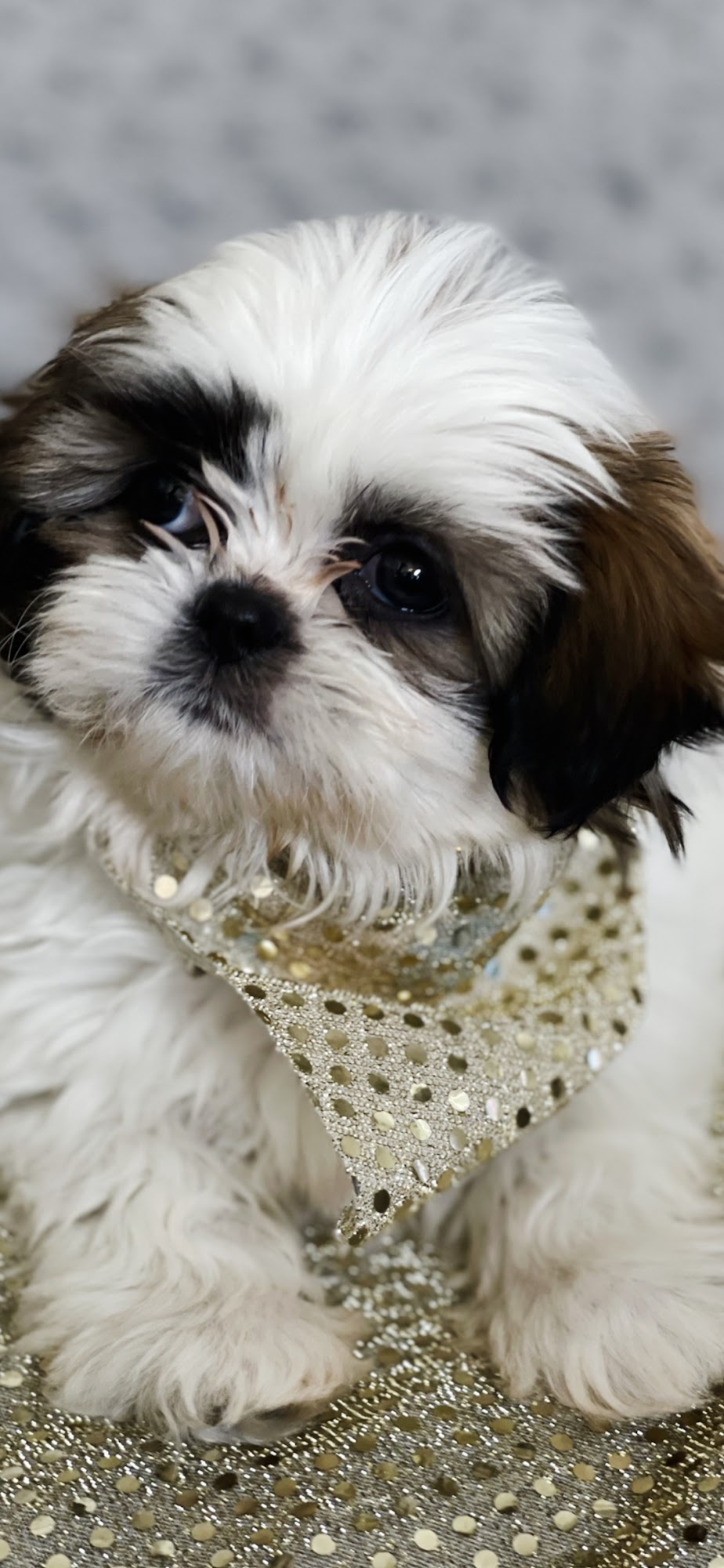 Hoof & Paw Animal Clinic Belleville