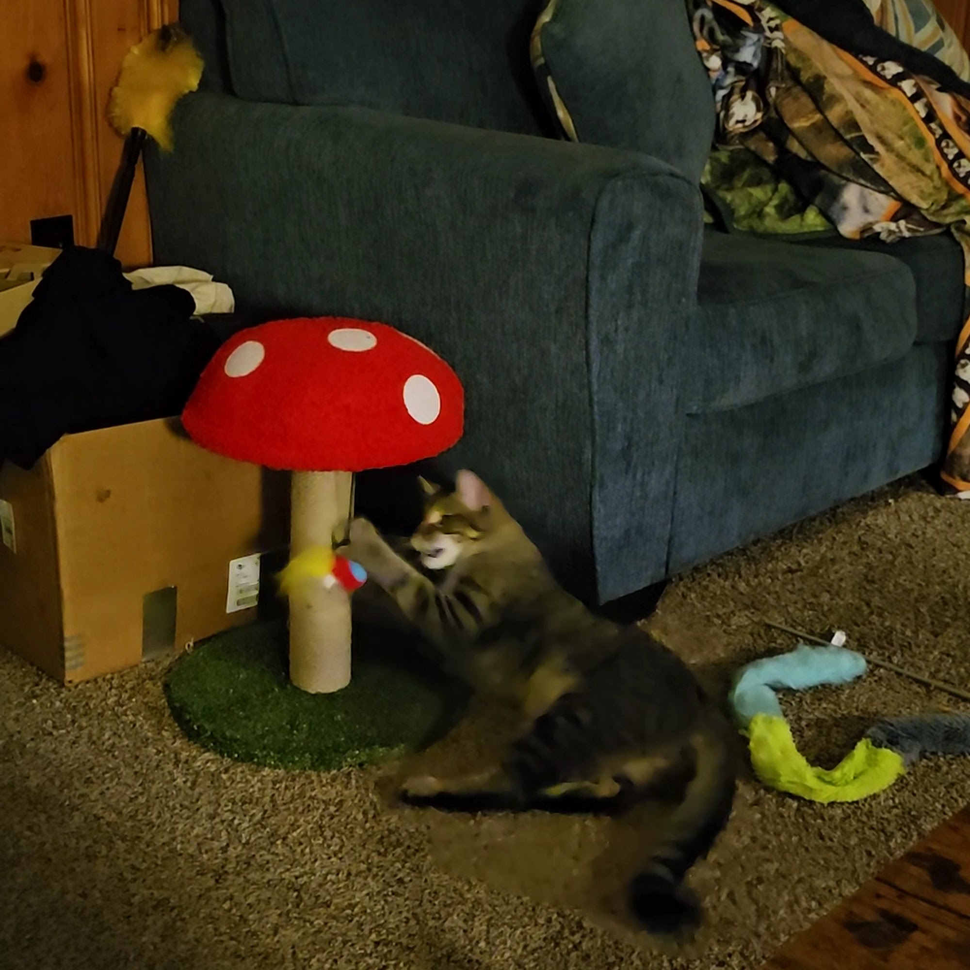 Belleville Area Humane Society Belleville