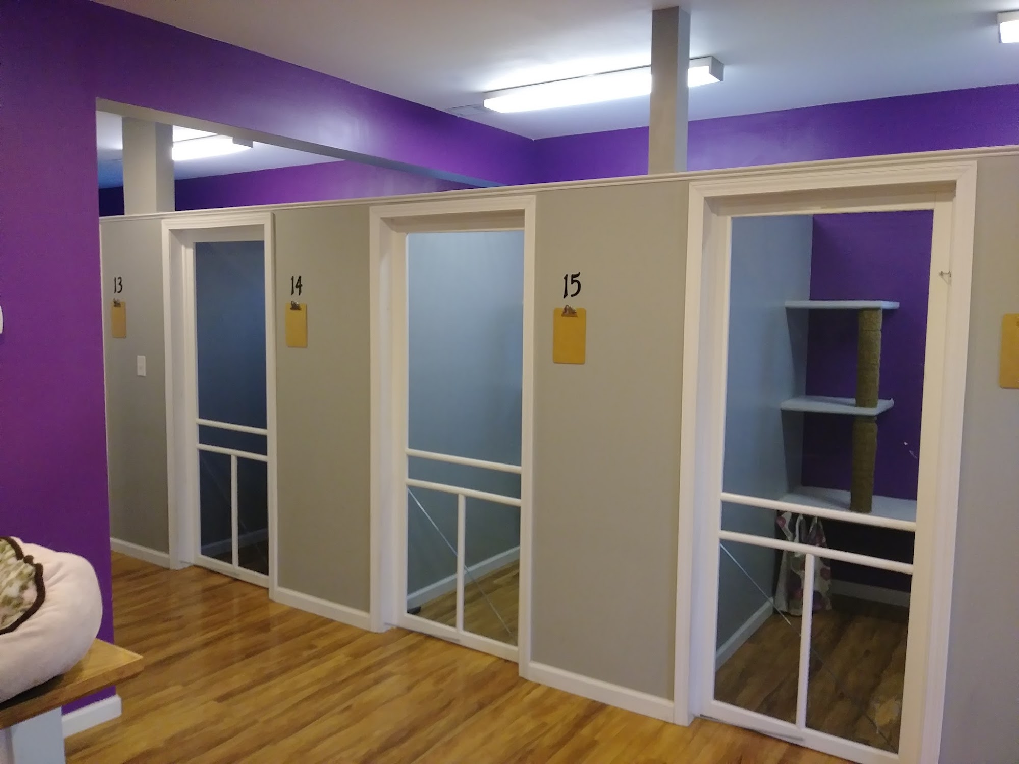 Cats Only Resort & Spa Belleville