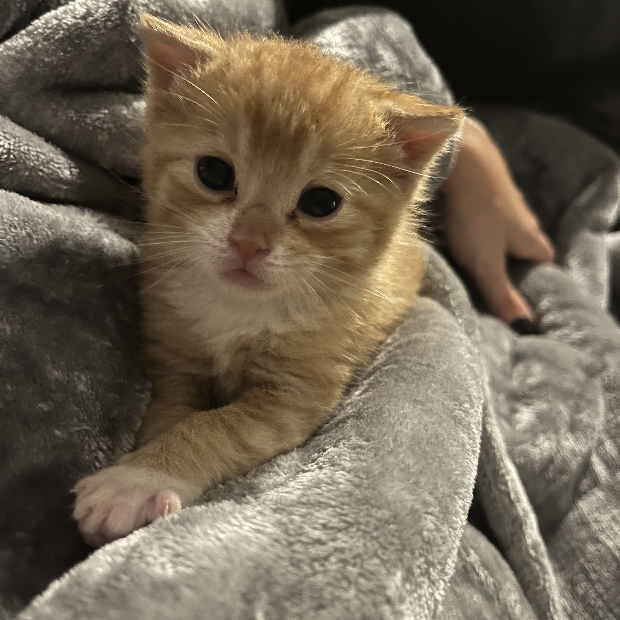 State Street Animal Clinic Belvidere