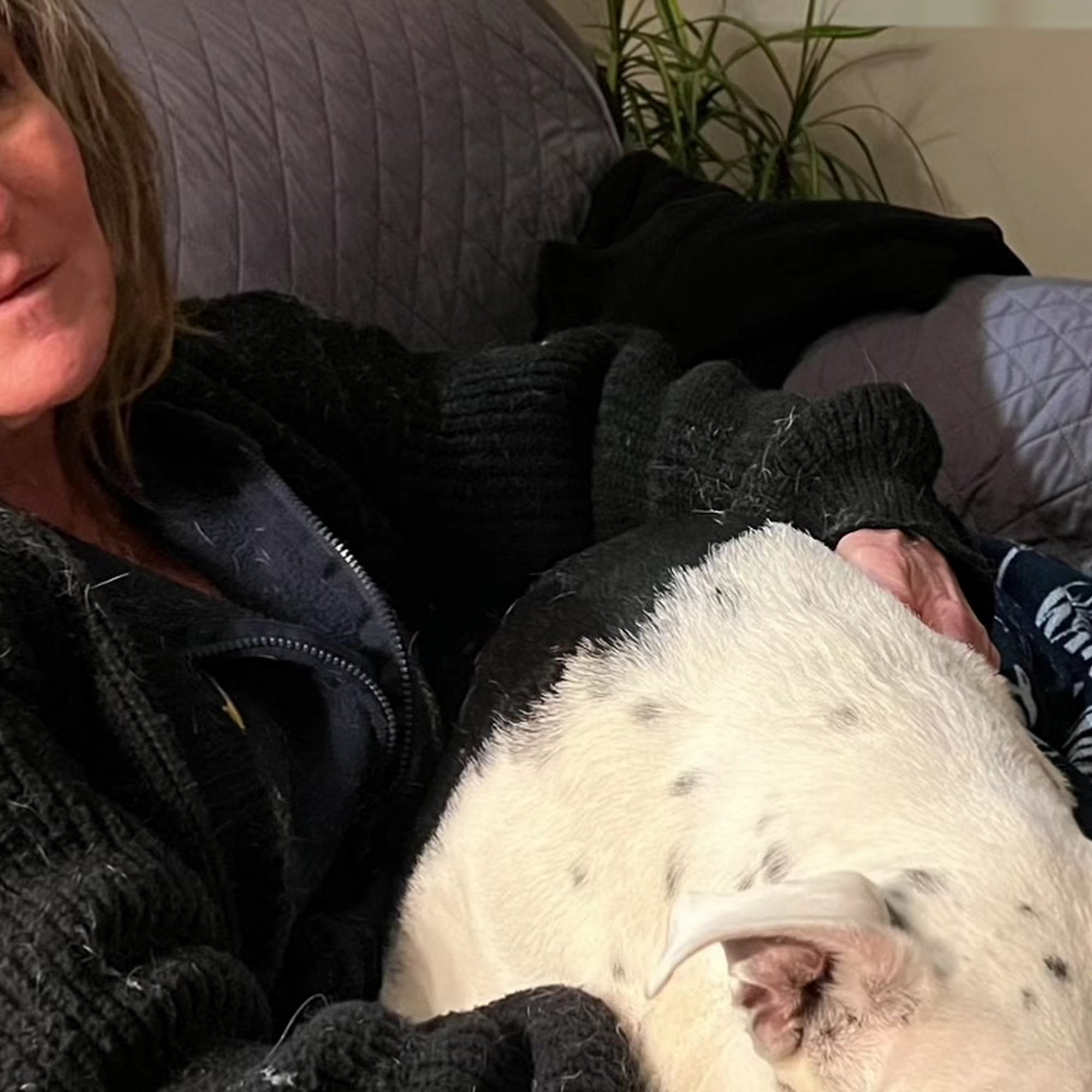 Belvidere Family Pet Hospital Belvidere