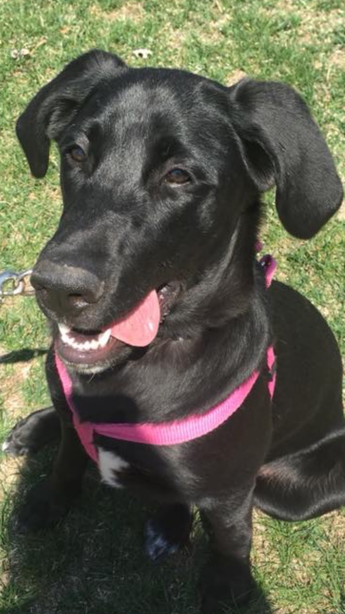 Dog Obedience by Gina, LLC Belvidere