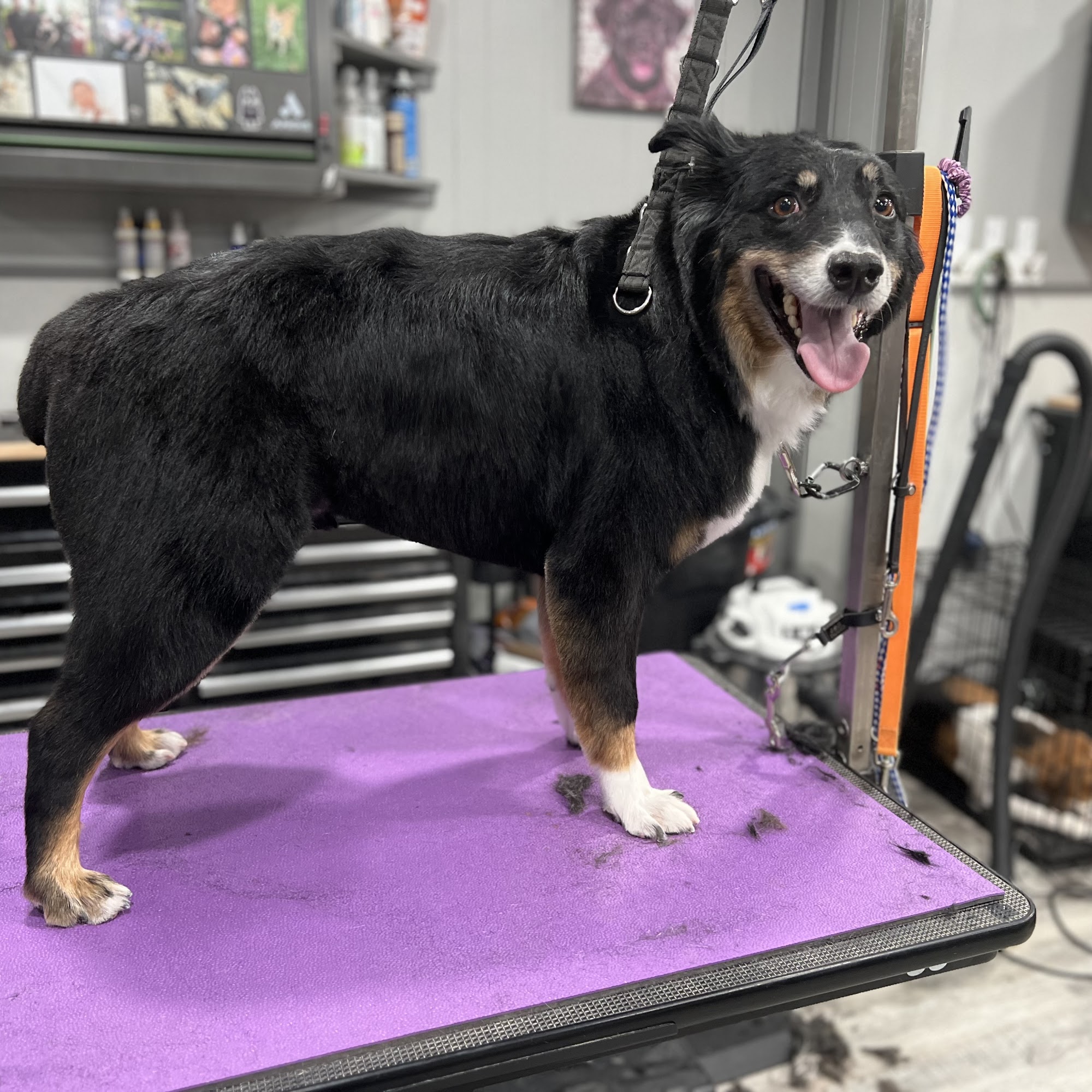 Paws on State Pet Salon, LLC Belvidere