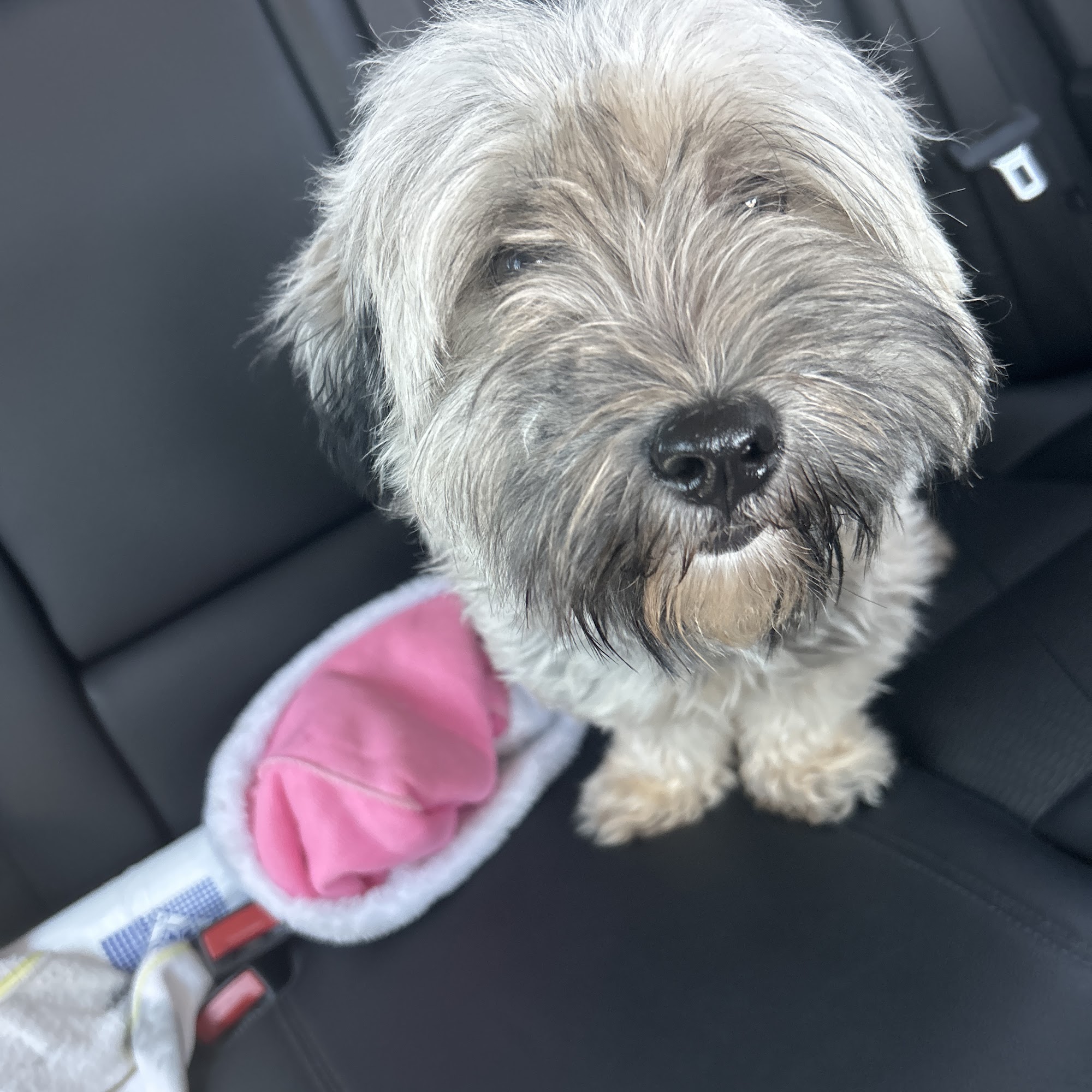 Bensenville Animal Hospital Bensenville