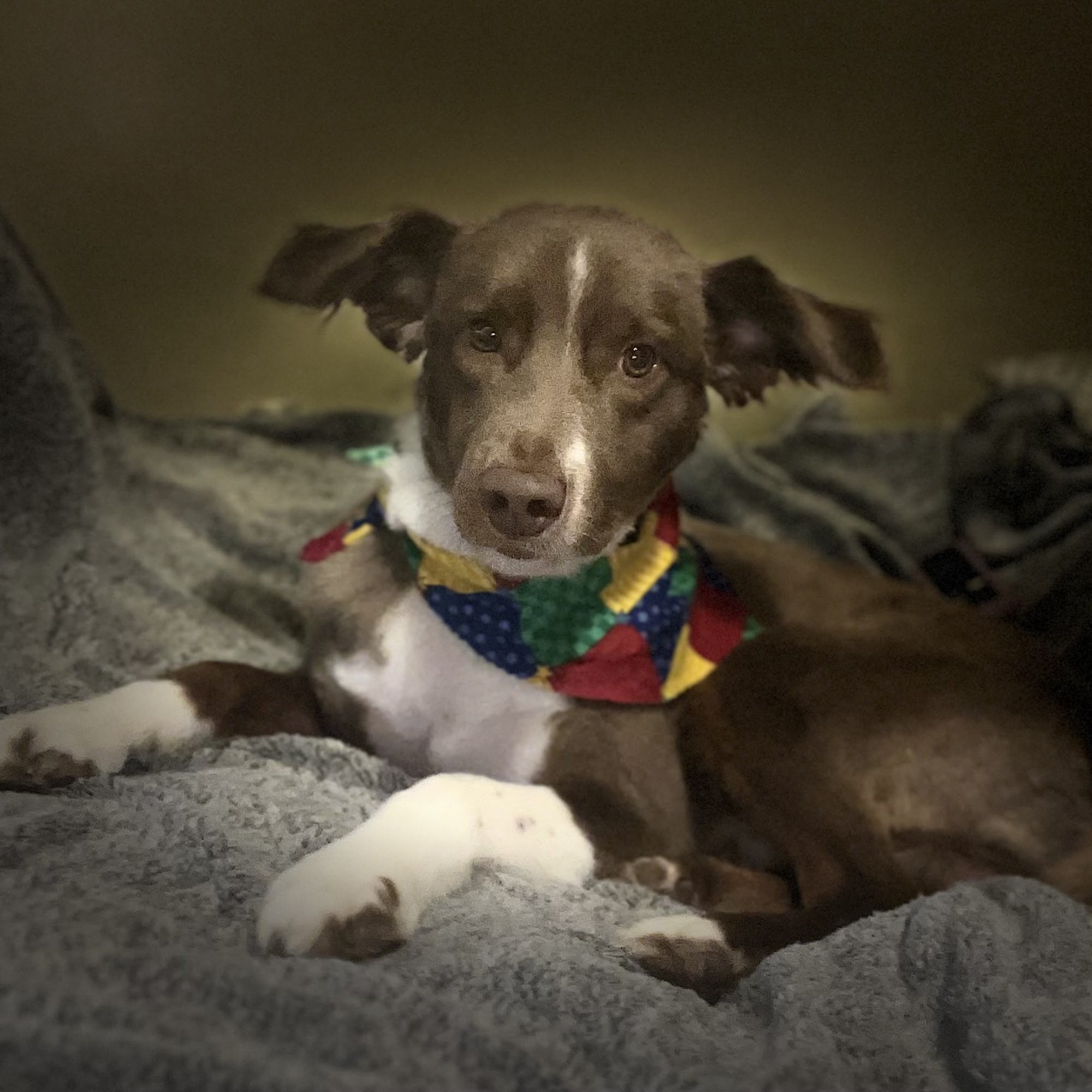 Hot To Trot Pet Grooming Benton