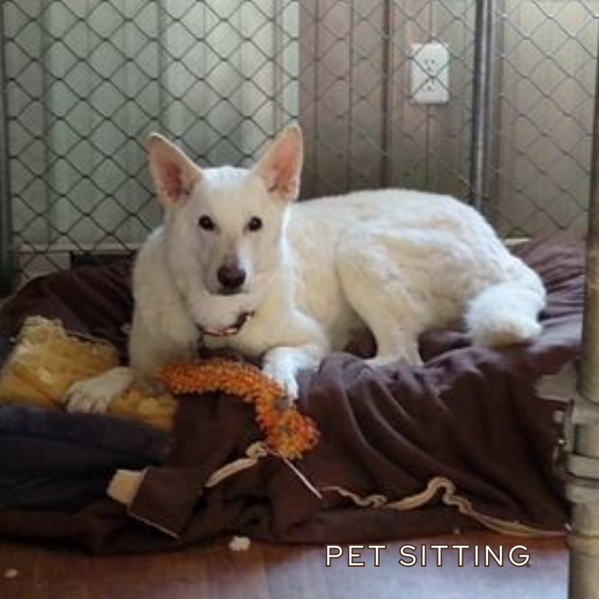 Flower Patch Kennels Benton