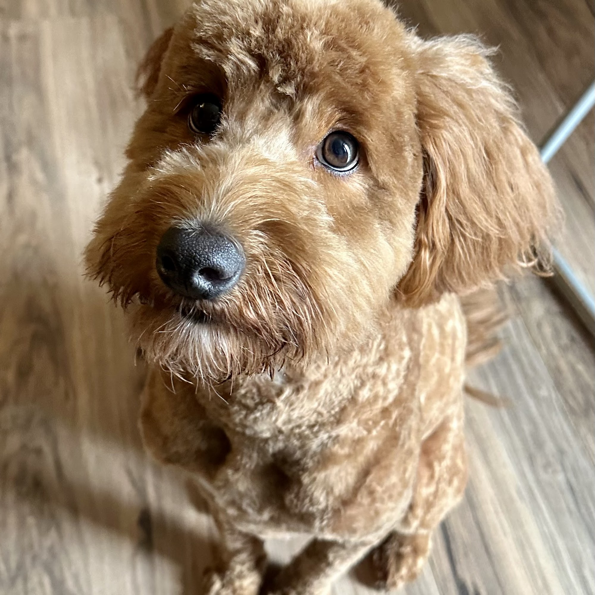 Cristy's pet grooming Bethalto