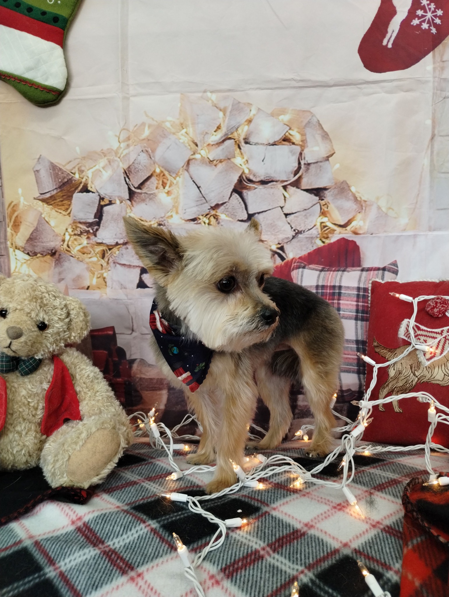 Cristy's pet grooming Bethalto