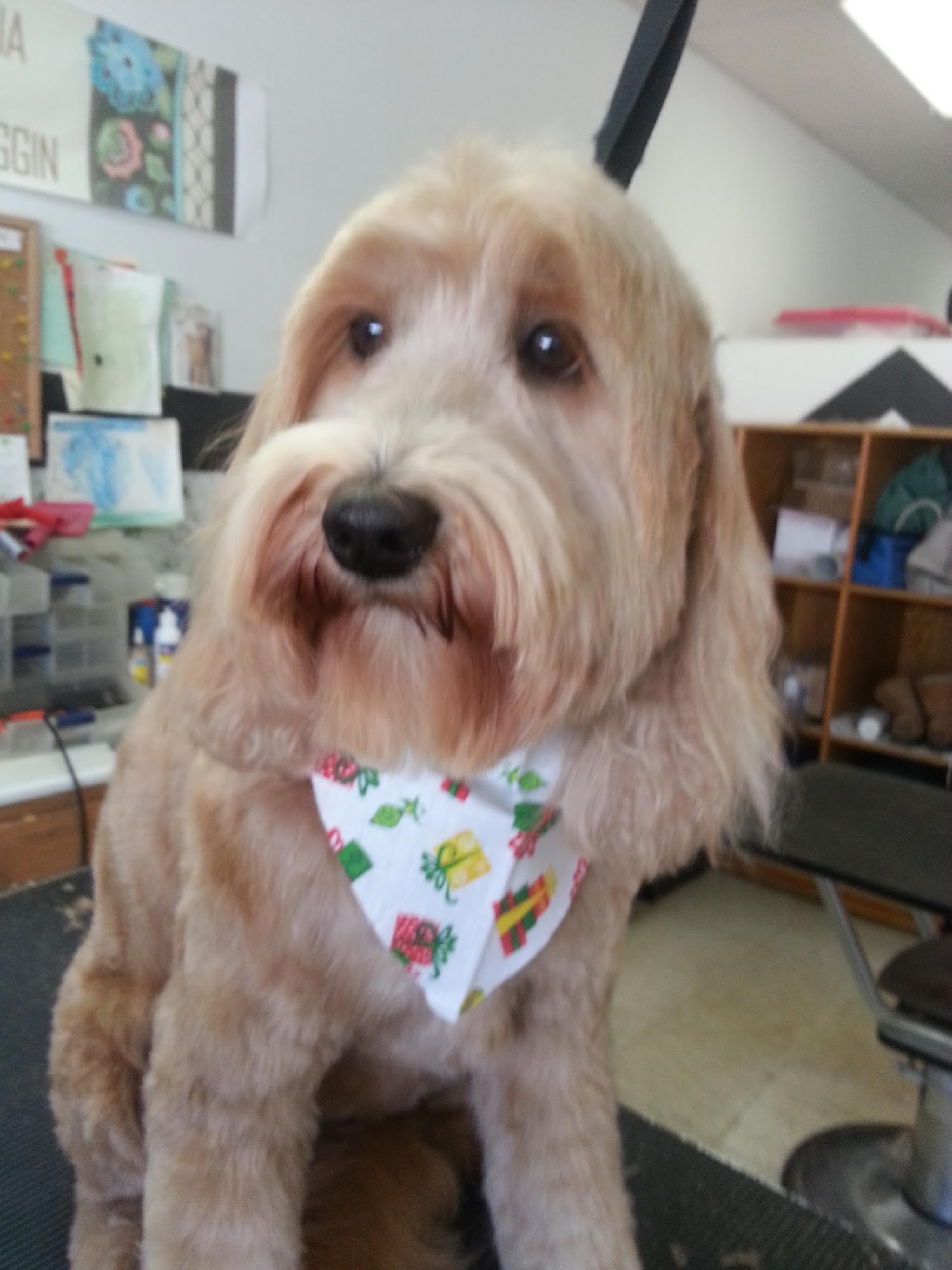 Tails A-Waggin Pet Grooming Bloomingdale