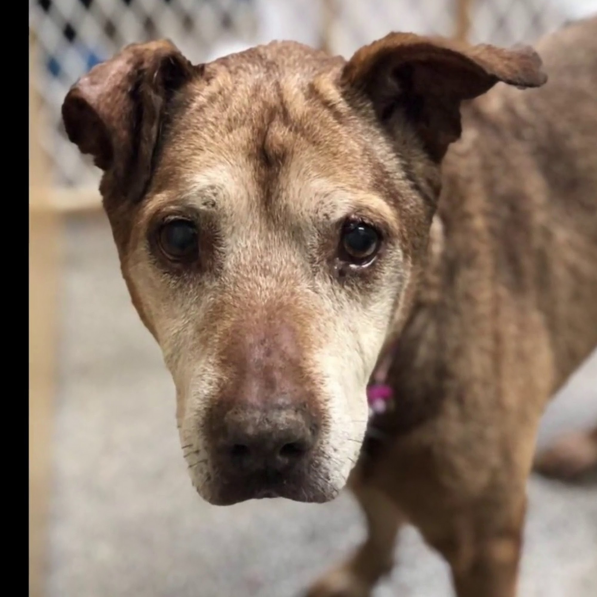 Highland Pet Hospital Bloomington