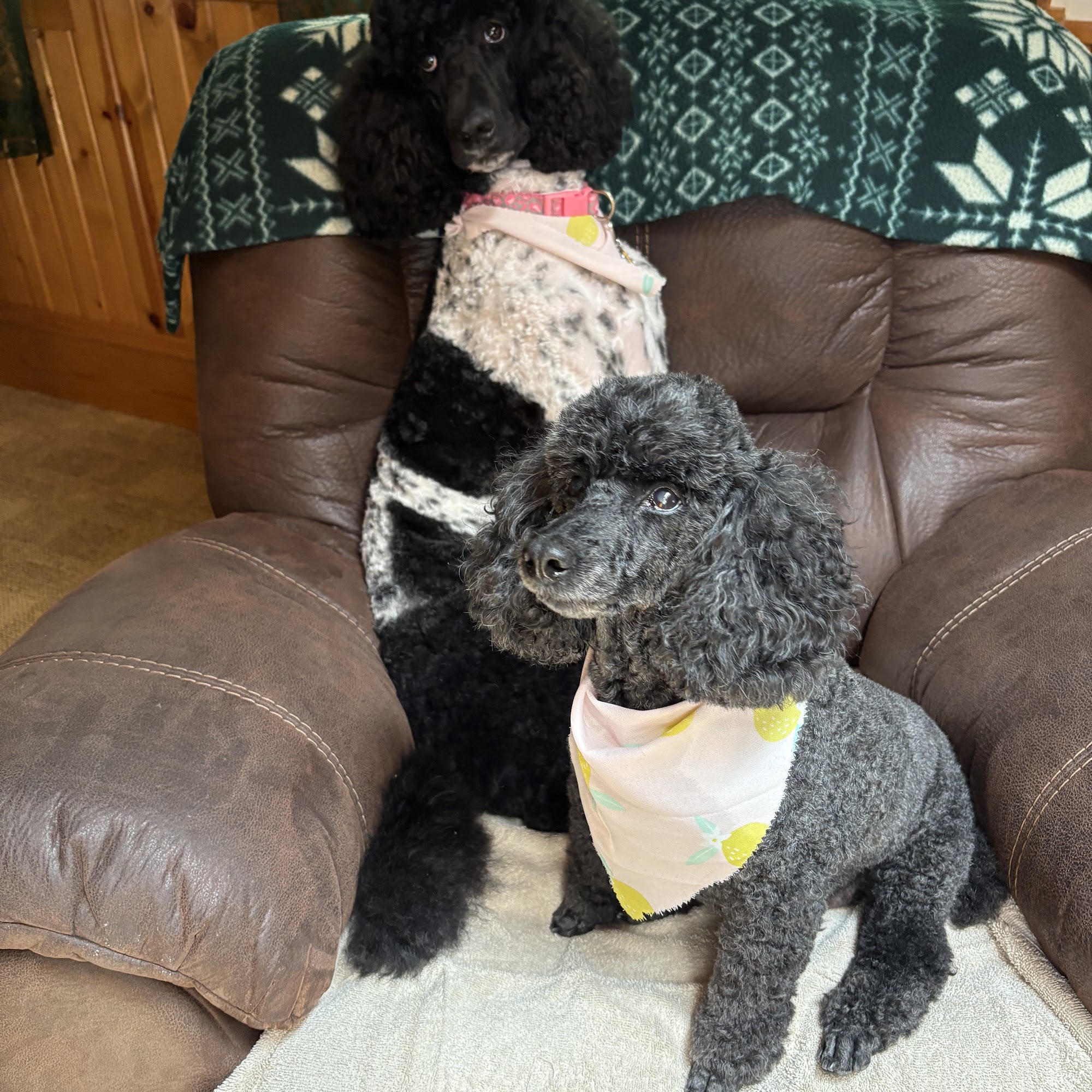 Ambassador Animal Hospital Bloomington