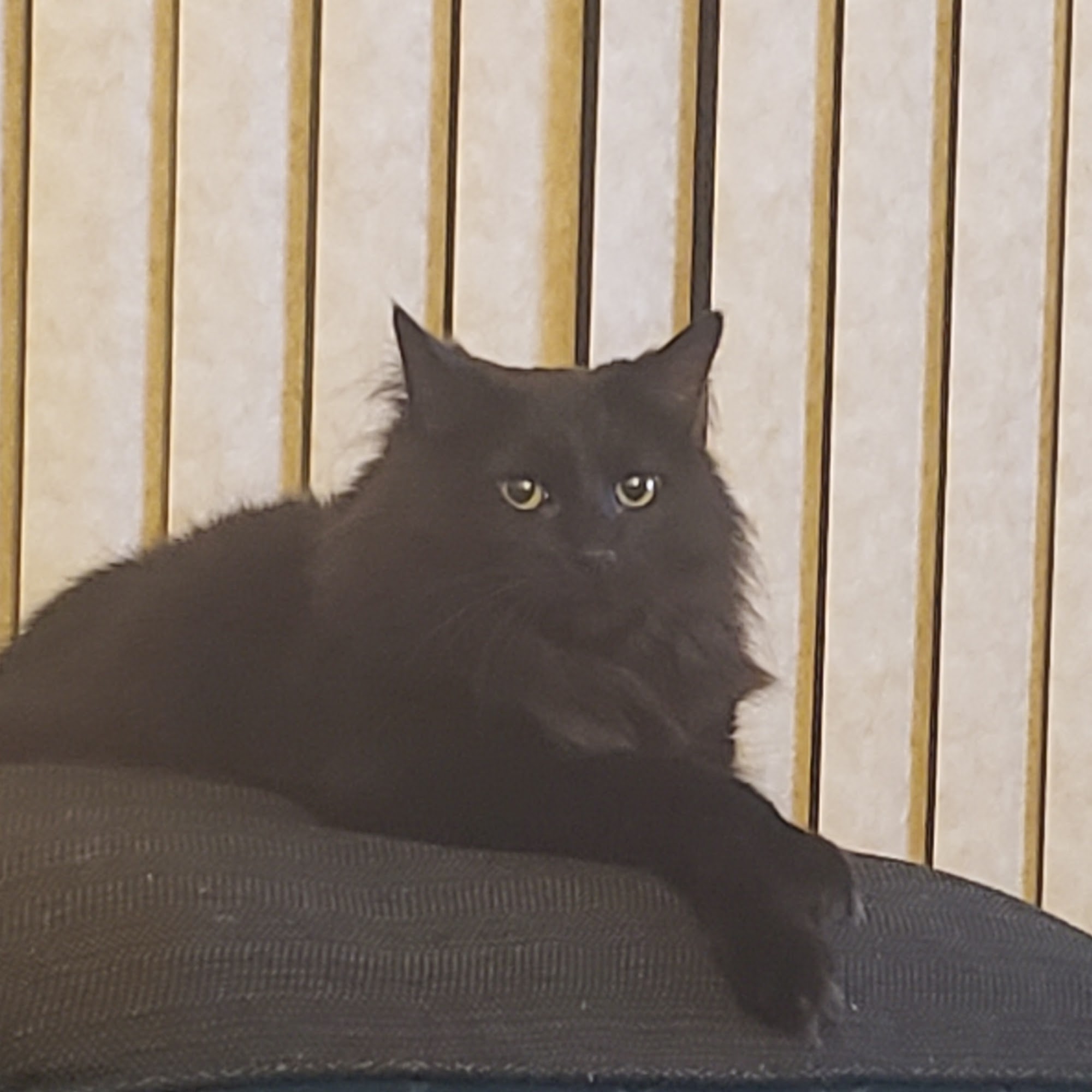 Eastland Companion Animal Hospital Bloomington