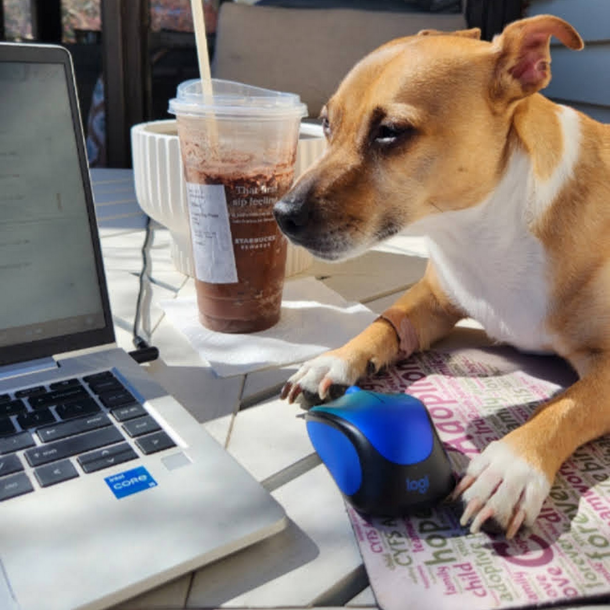 Nord Animal Hospital Bloomington