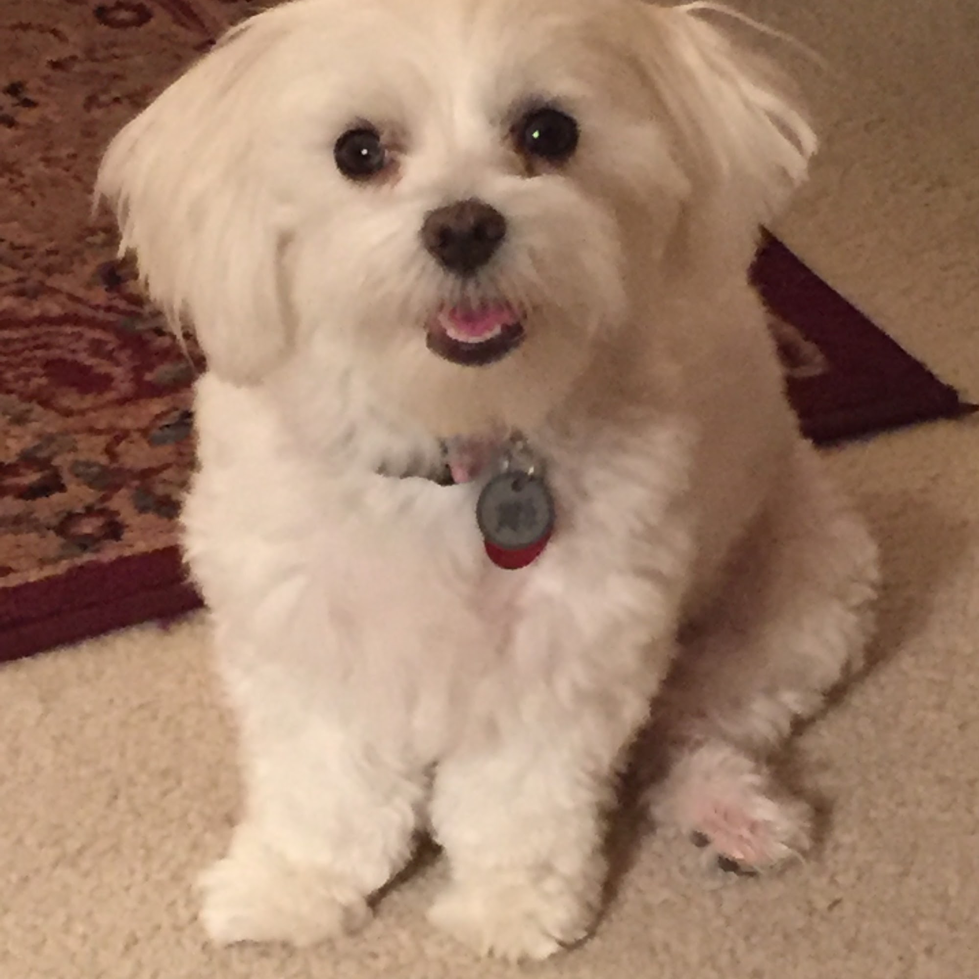 Bortell Animal Hospital Bloomington