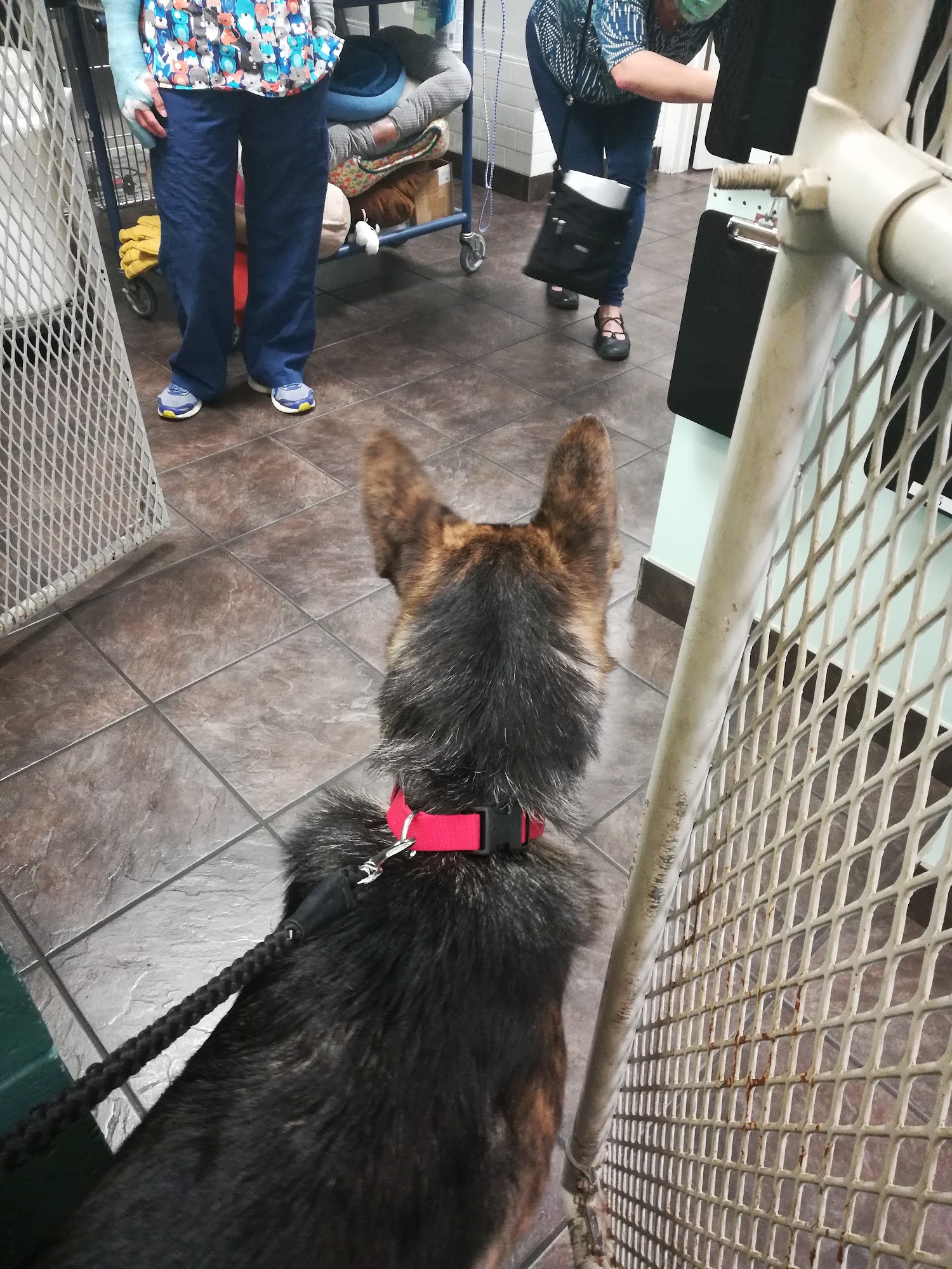 Bortell Animal Hospital Bloomington