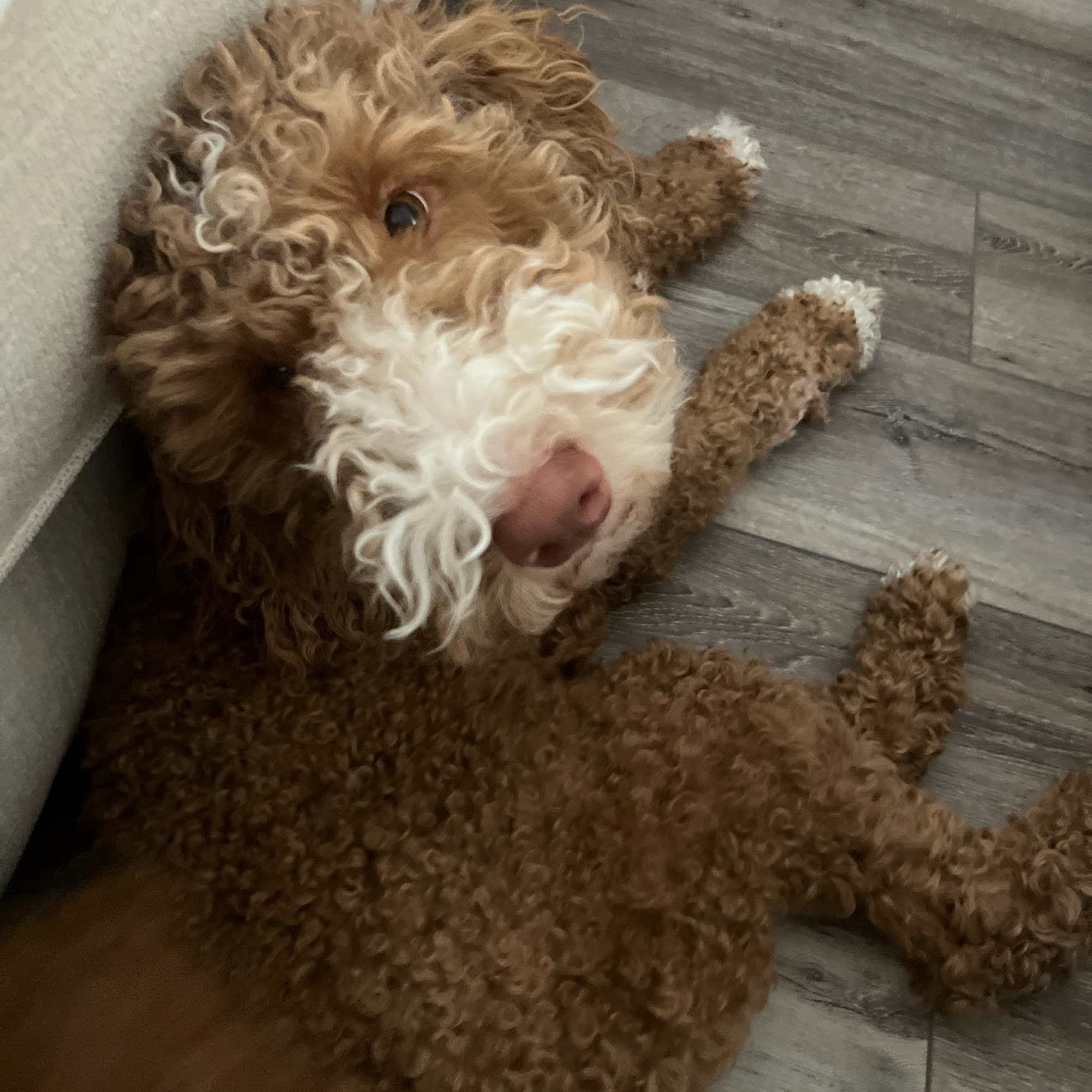 Hawthorne Park Animal Care Center Bloomington