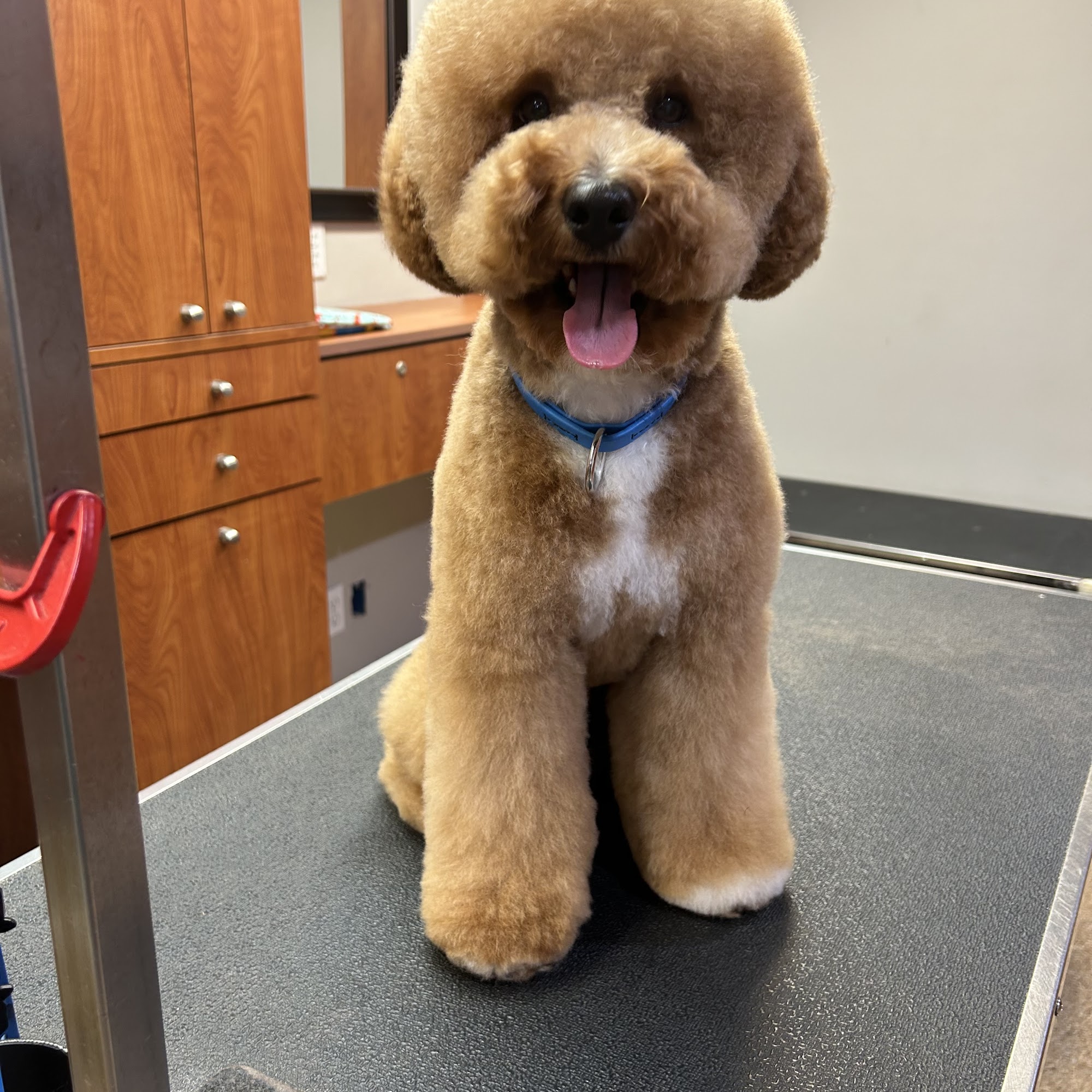 Hair of the Dog 802 W Chestnut St, Bloomington Illinois 61701