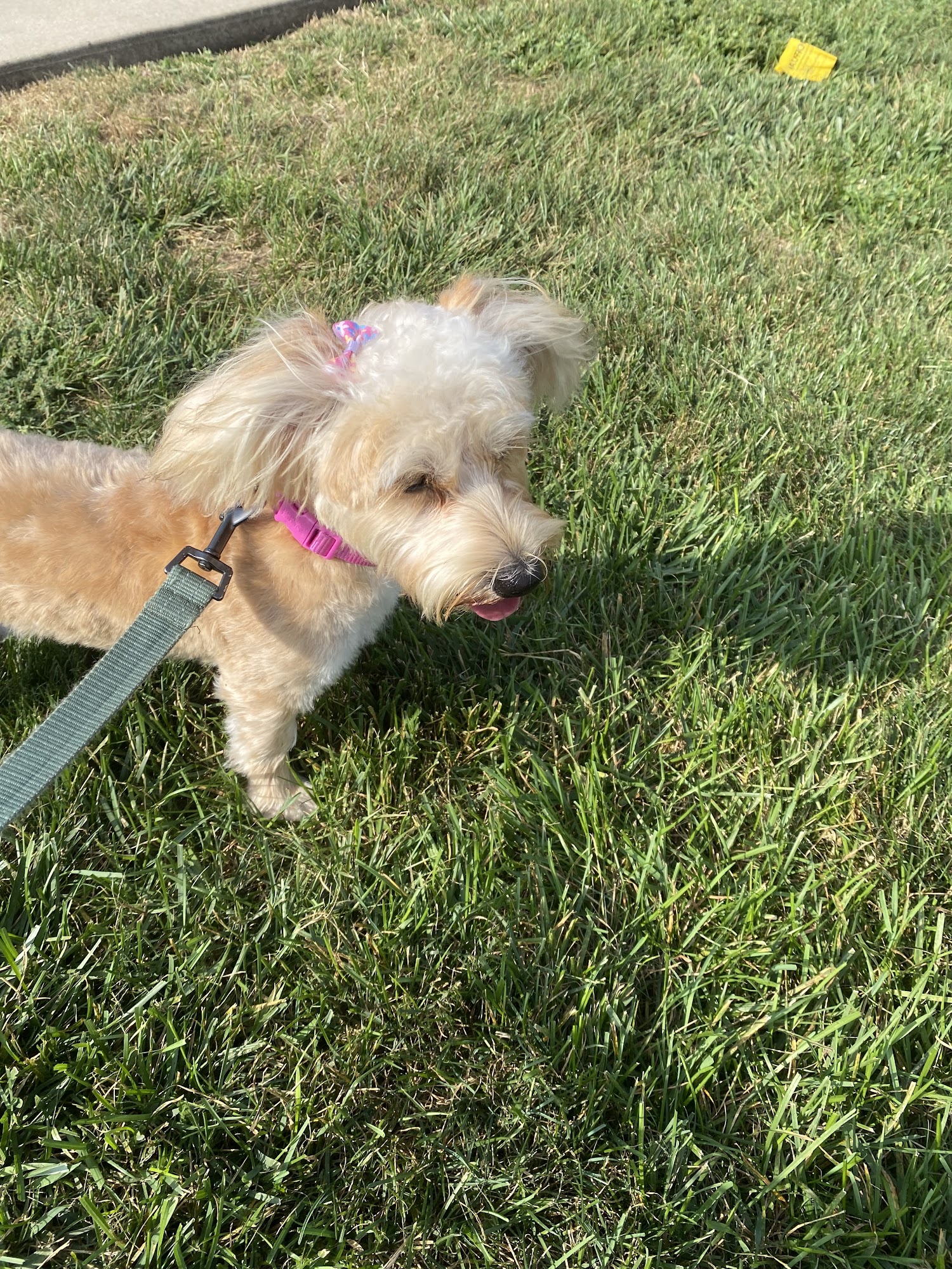 Bevlab Animal Hospital Blue Island