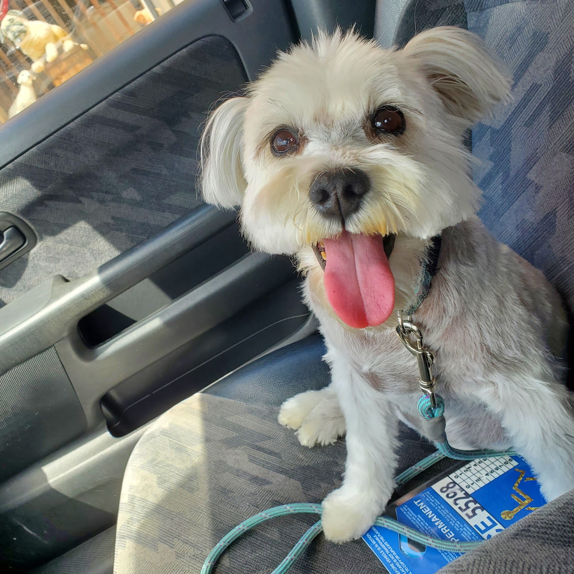 Bow Wow's Pet Laundry Blue Island