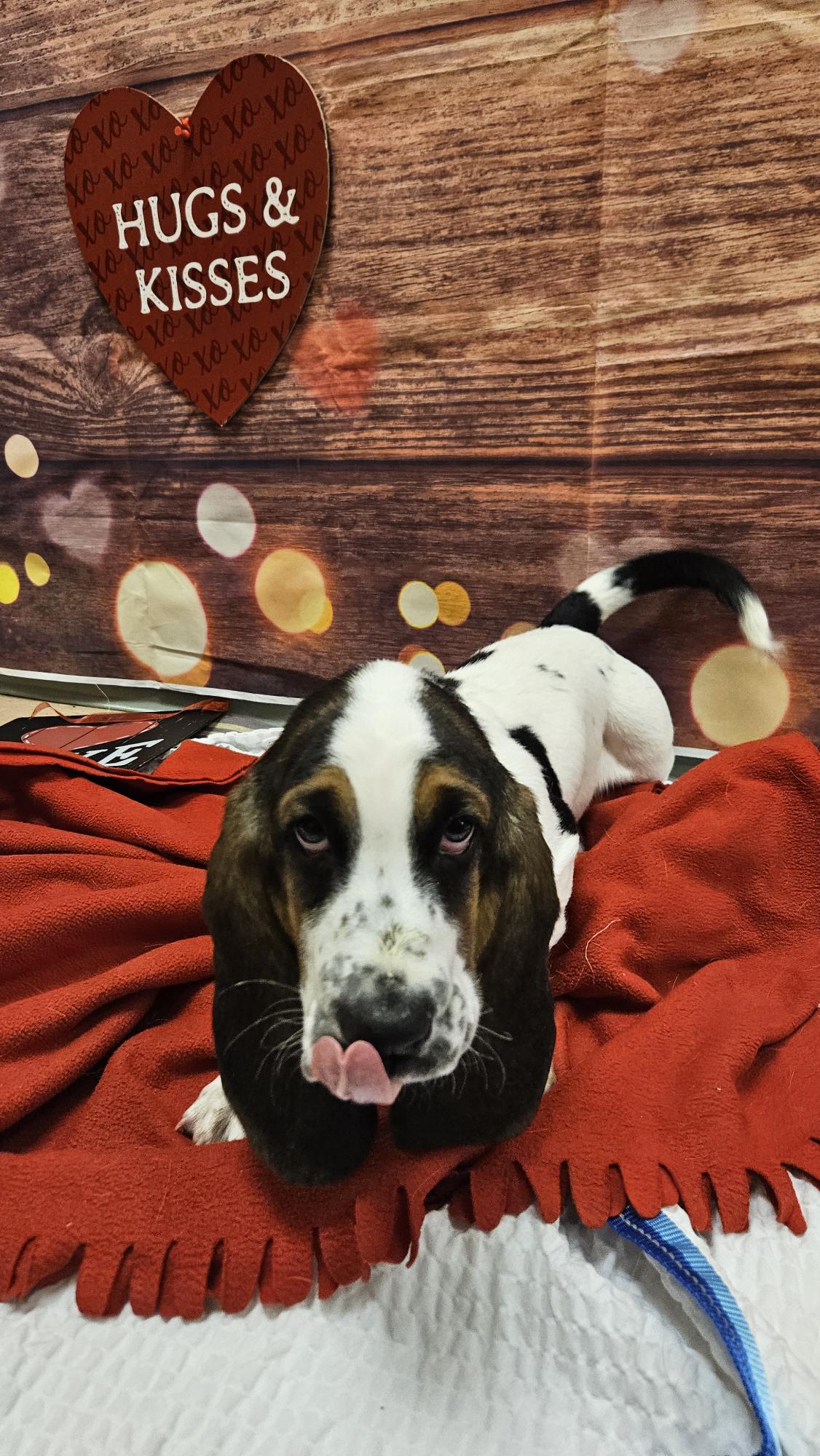 VCA Bolingbrook Animal Hospital Bolingbrook