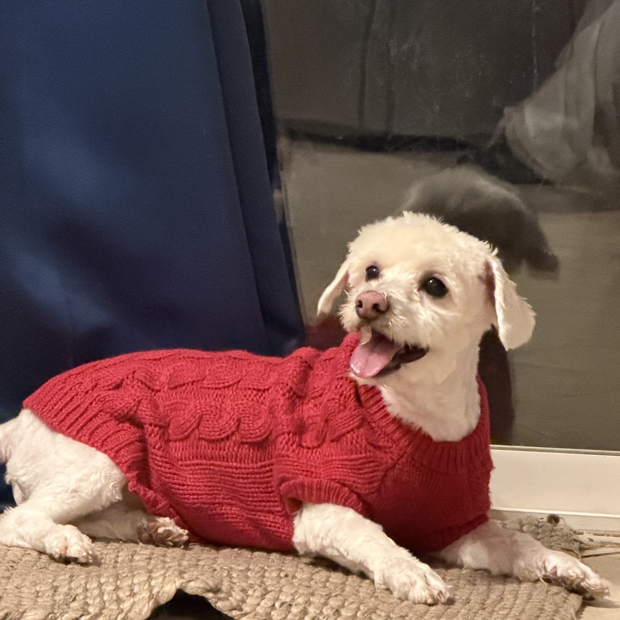 Dirty Dog Bolingbrook