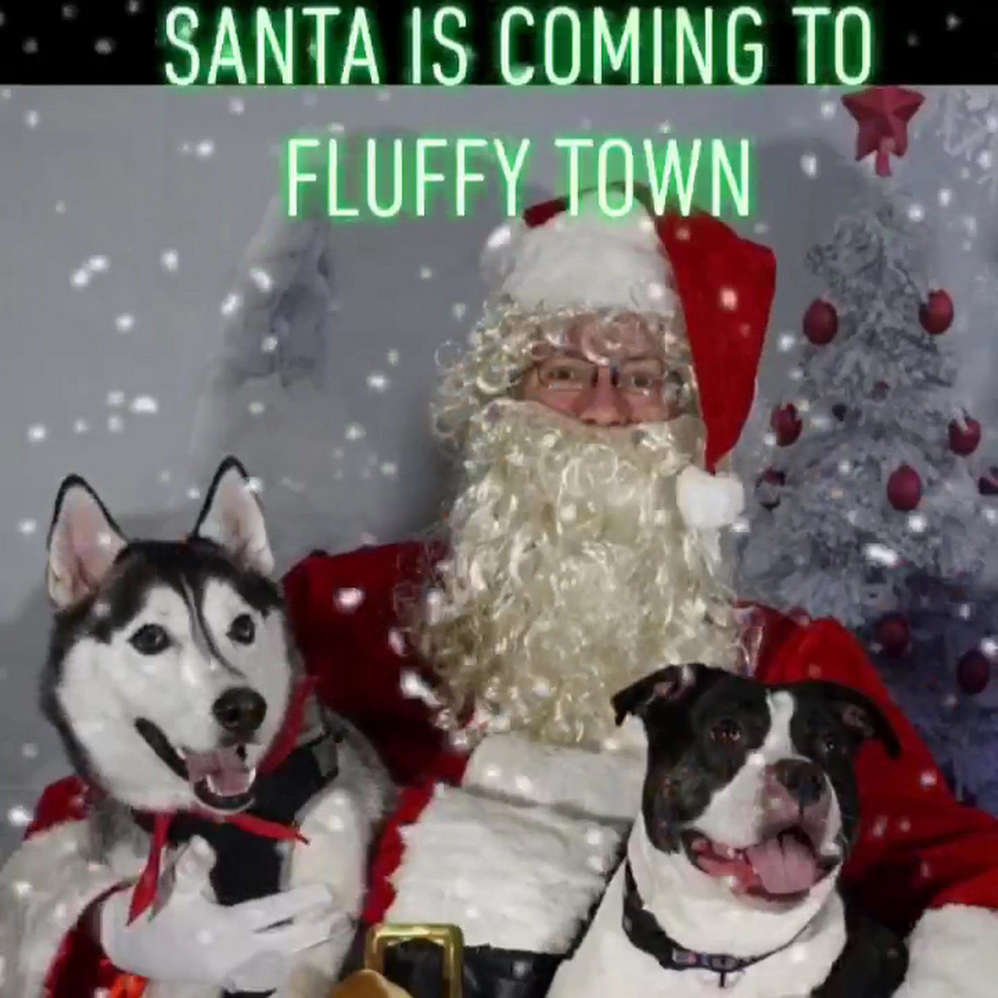 It's So Fluffy Pet Bakery Bolingbrook